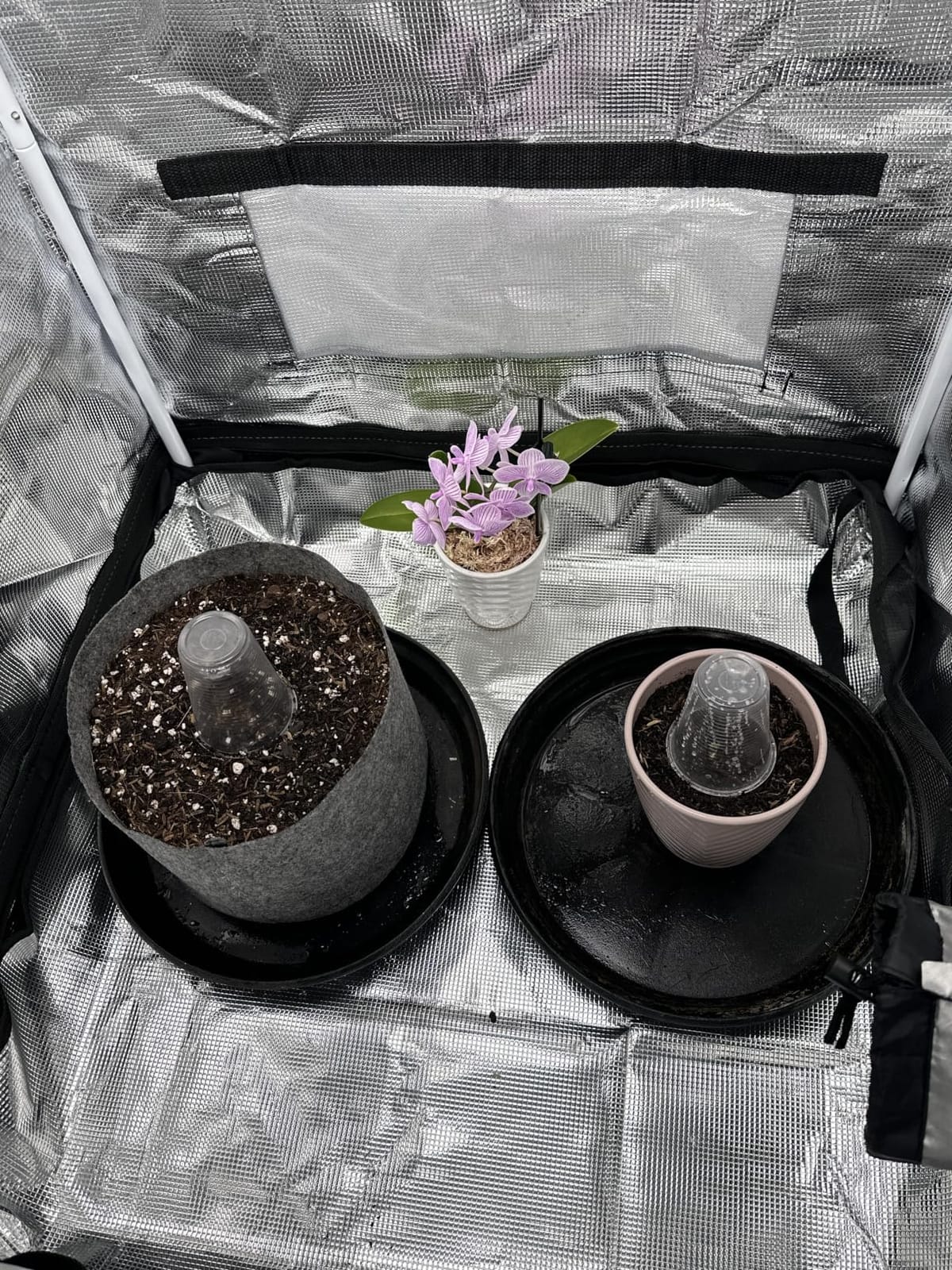 4x2 Grow Tent, 48