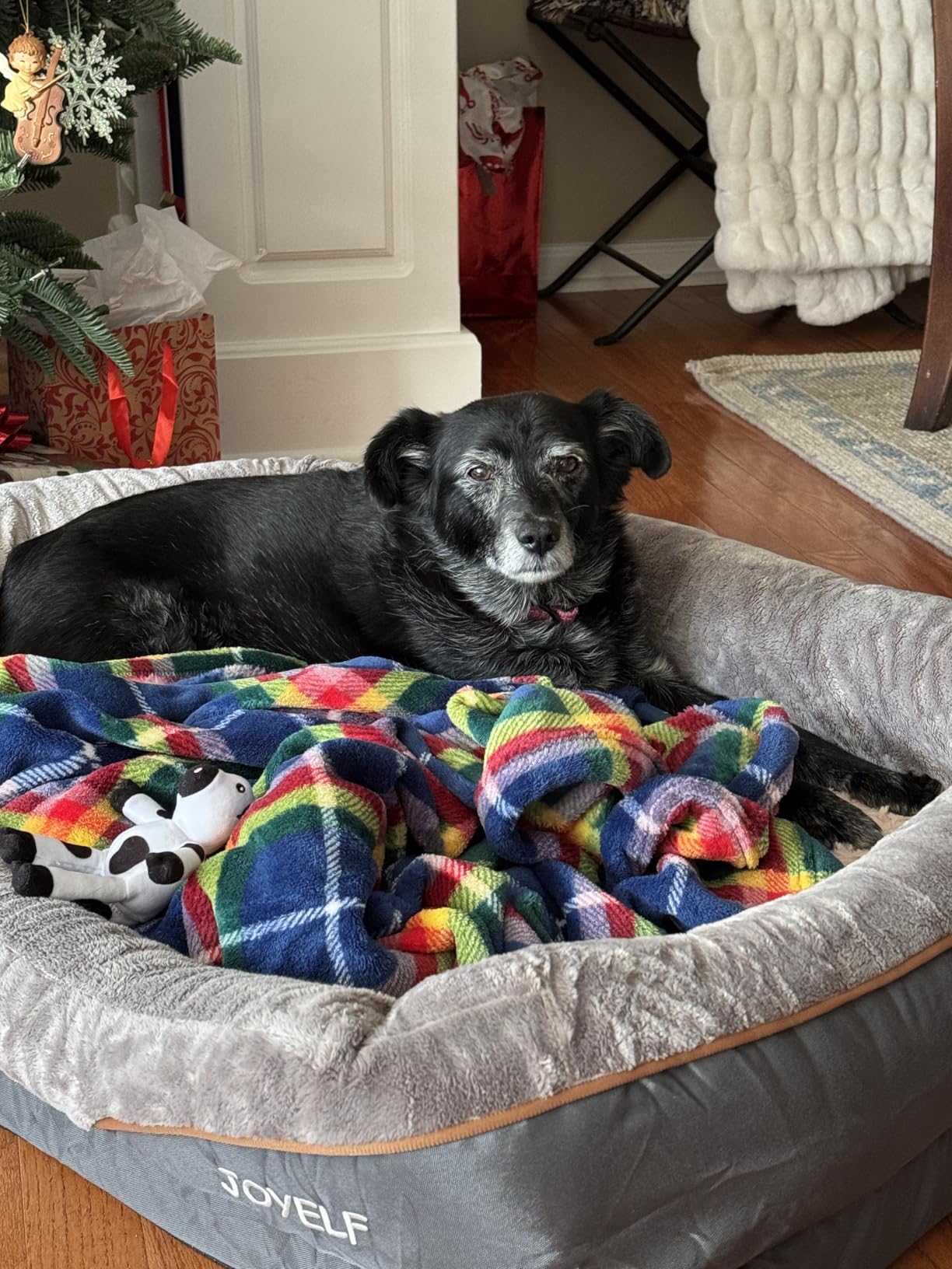 JOYELF XLarge Memory Foam Dog Bed, Orthopedic Dog Bed & Sofa with Removable Washable Cover and Squeaker Toy as Gift customer photo 2