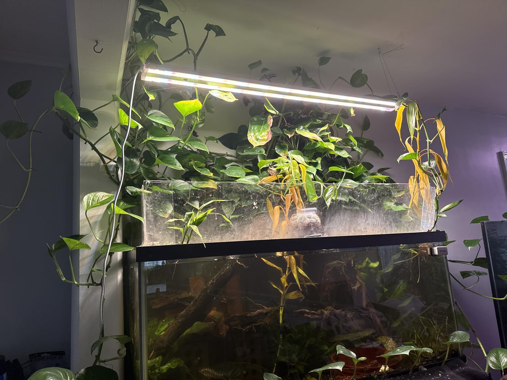 FREELICHT 1Pack 4FT Grow Light for Indoor Plants, 60W=350W, Full Spectrum customer photo 1