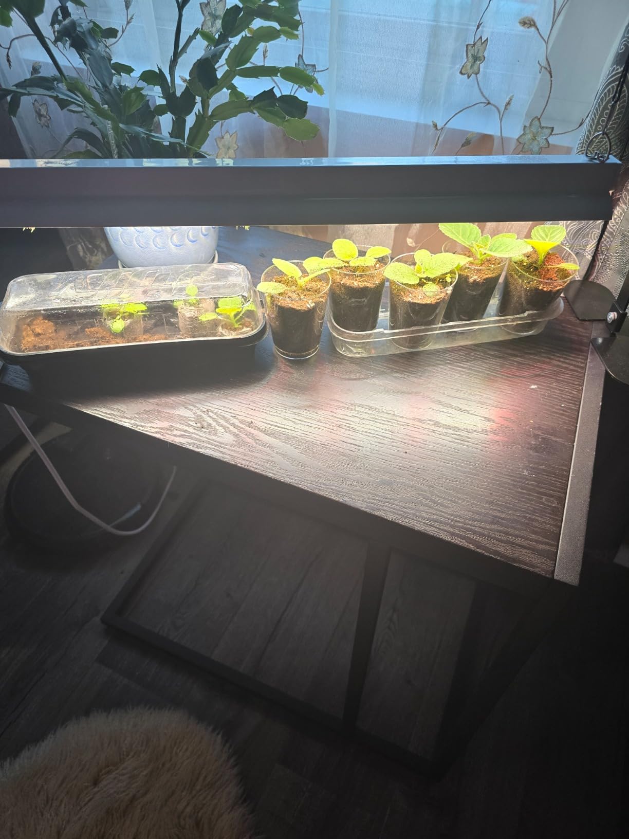2ft Grow Light for Seed Starting,LED Grow Lamp for Indoor Plants,Seedling Grow Light with Stand,Seed Starter Light Kit with Natural White Spectrum,Height Adjustable,Iron Frame,Timer Outlet customer photo 1