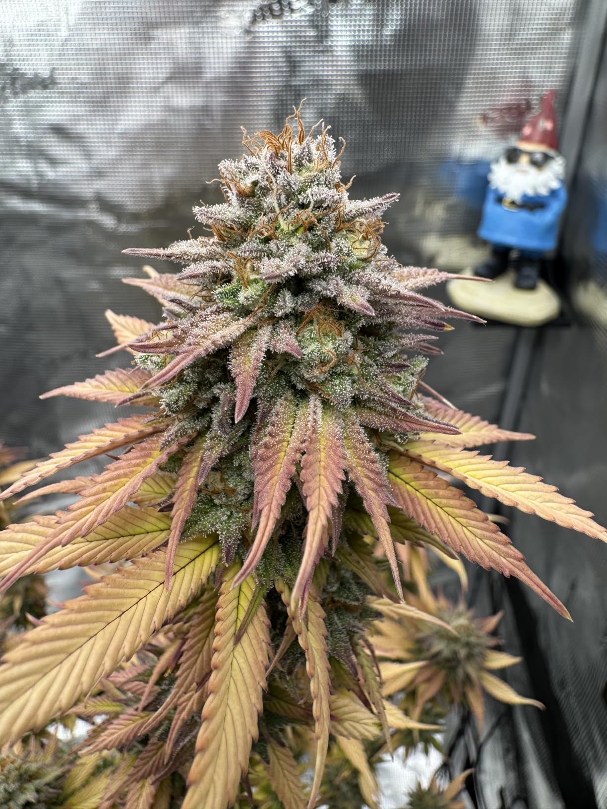 Spider Farmer 5x5 Grow Tent 60