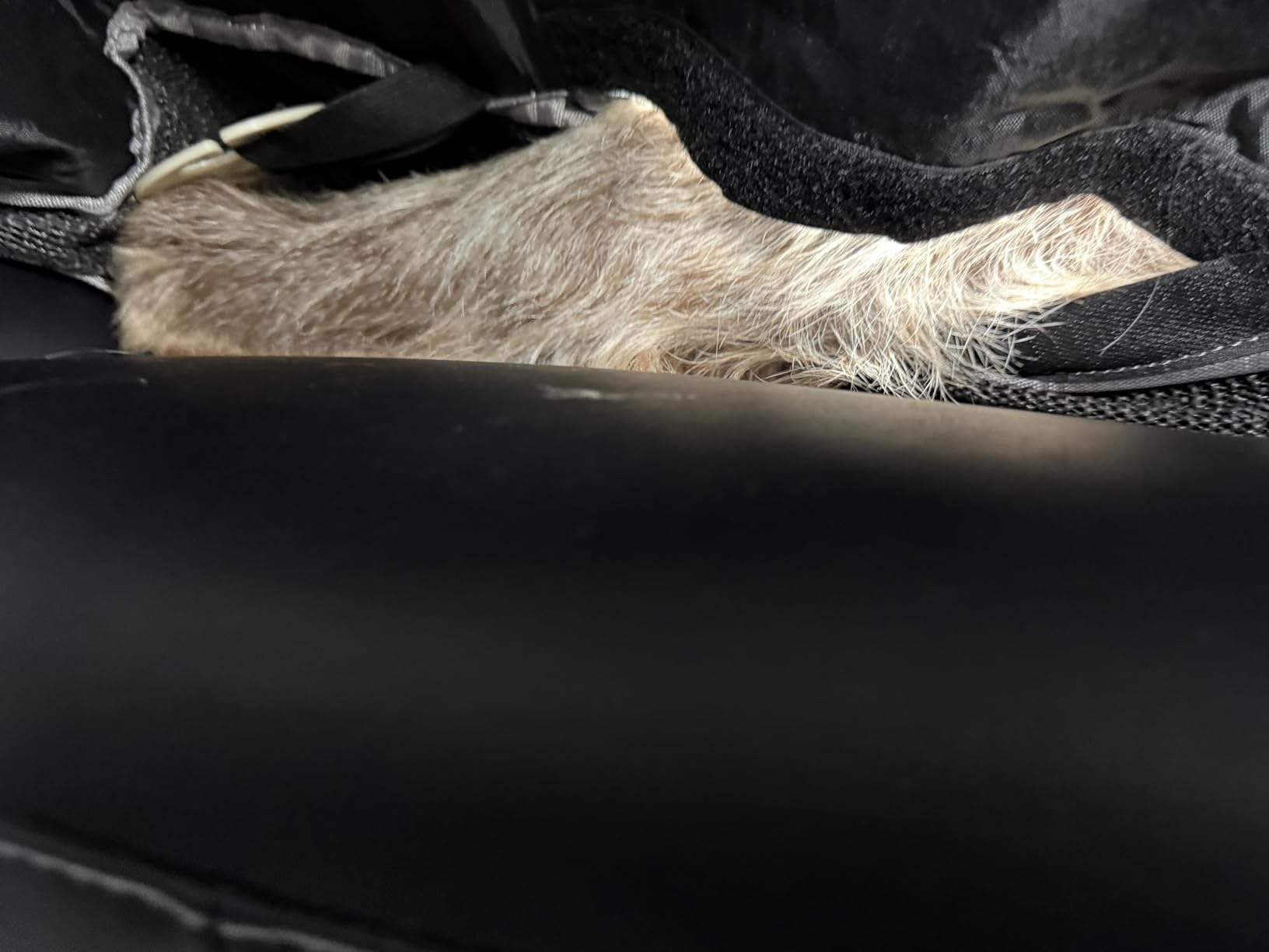 Mancro Dog Car Seat Cover for Back Seat, Waterproof Dog Hammock for Car customer photo 2