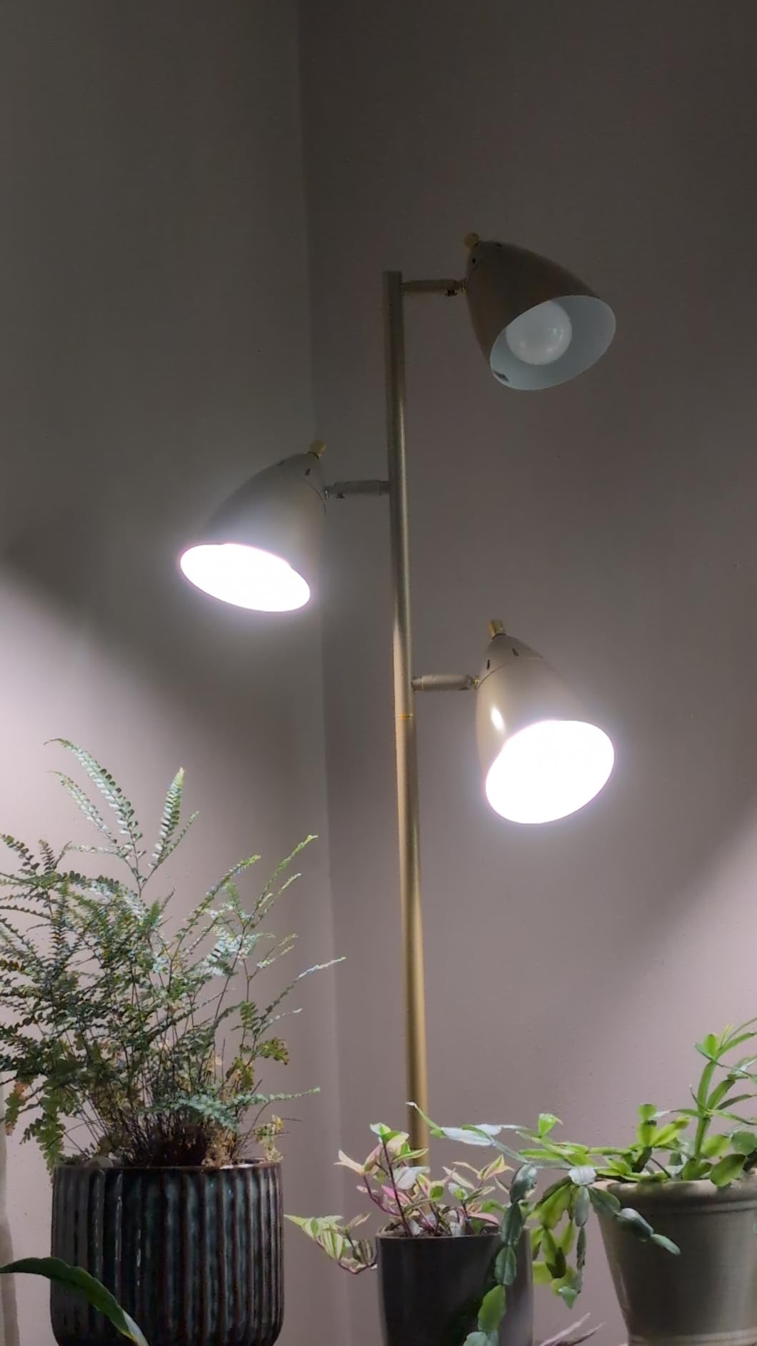 3 Pack Full Spectrum Grow Light Bulbs,A19 Grow Lights for Indoor Plants,Dimmable E26 9W Grow Bulb Replace up to 100W,Plant Lights for Indoor Growing,Flowers,Greenhouse,Indore customer photo 1