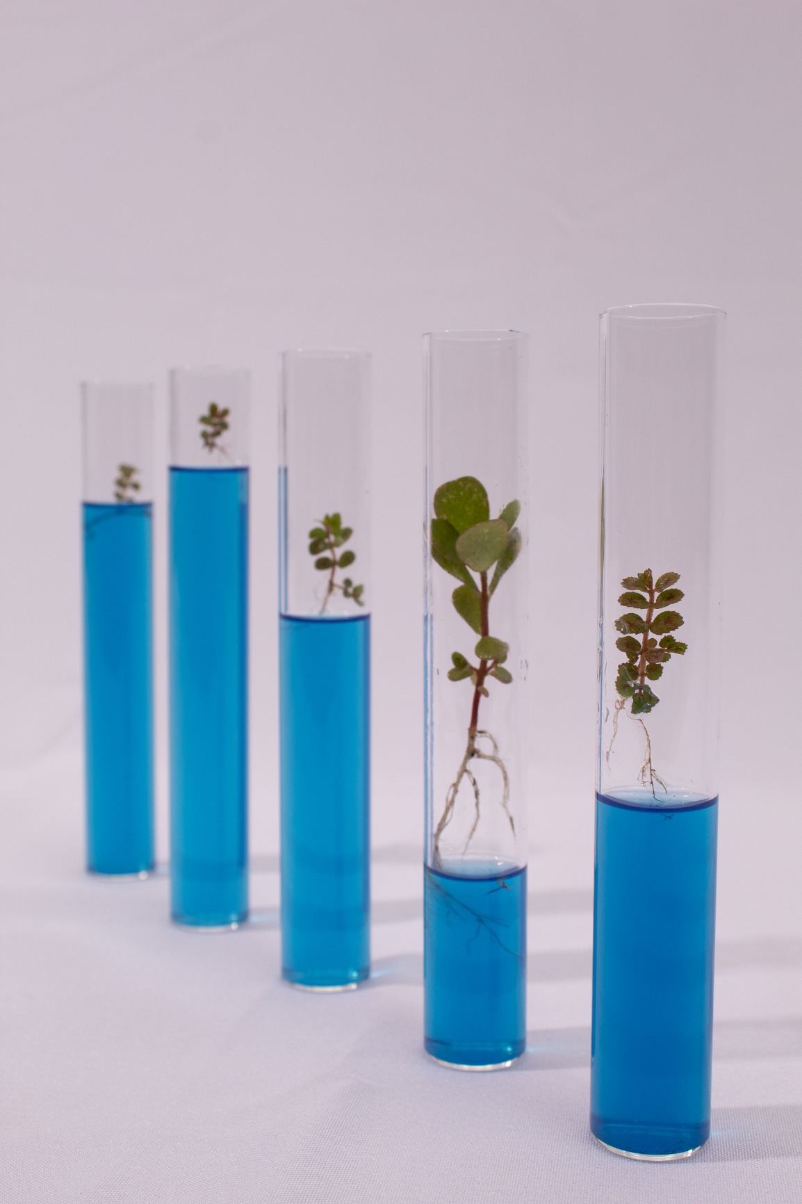 XXXFLOWER 5Test Tube Plant Propagation Station Plant Terrarium Wooden Stand customer photo 2