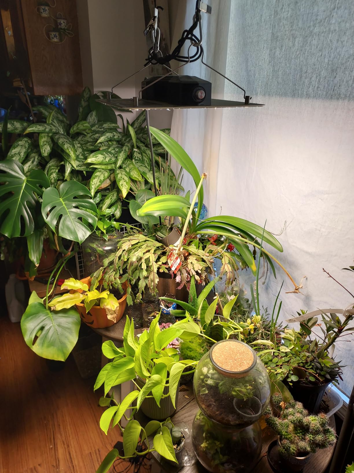 VIVOSUN LumaLight 100W LED Grow Light, Full Spectrum Plant Light customer photo 1