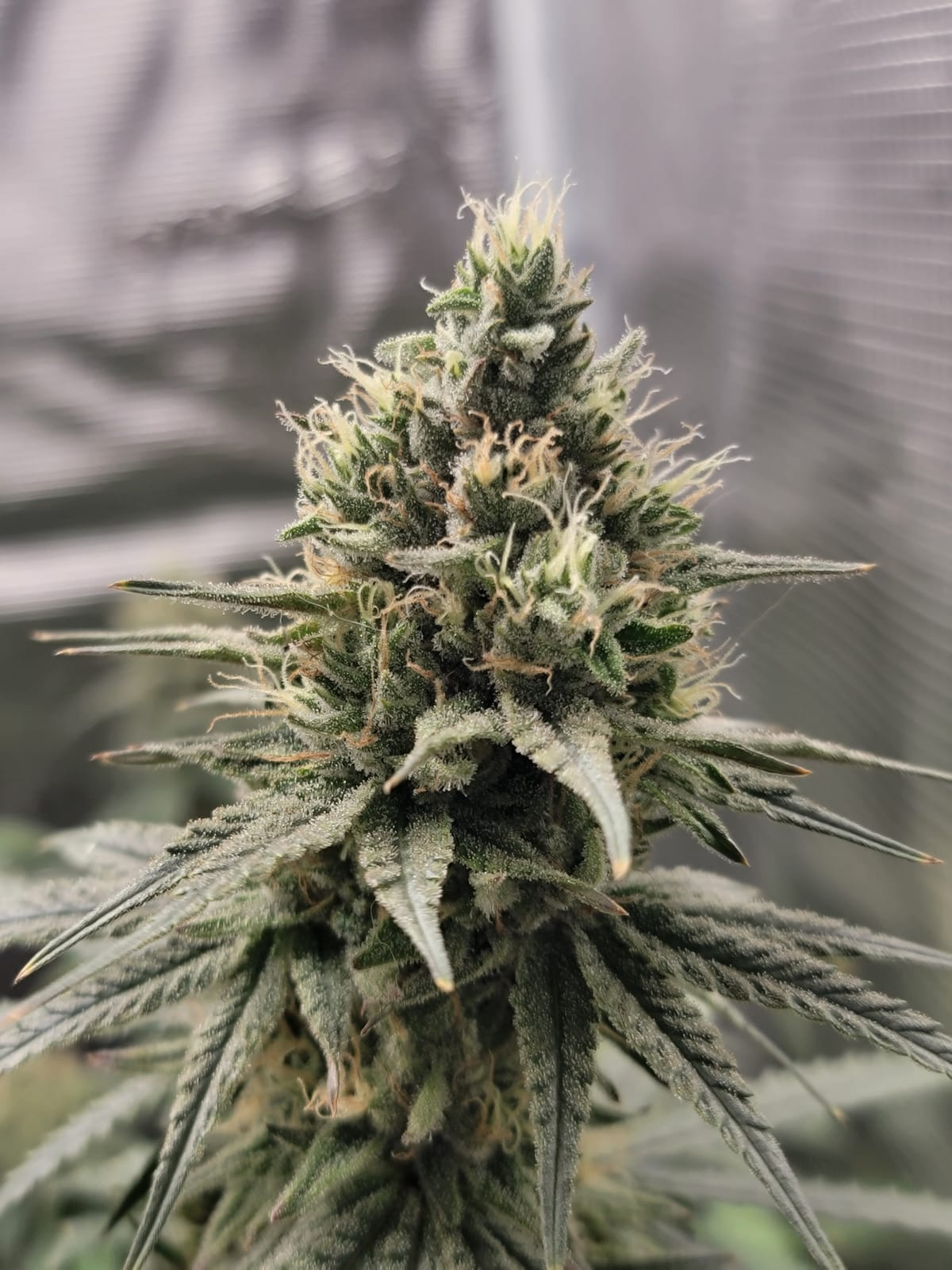 MARS HYDRO 3x3 Smart Grow Tent Kit with TS1000 with iControl Controller customer photo 1