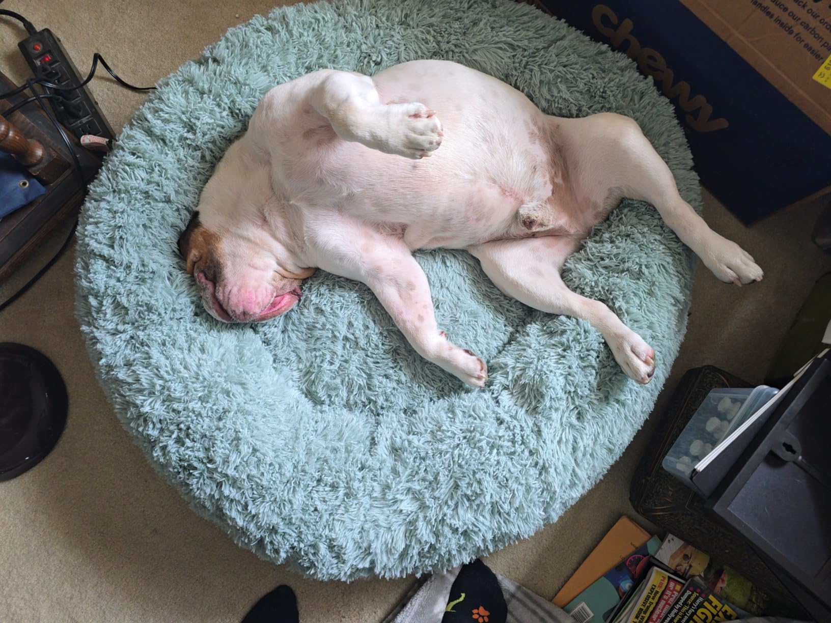Bedsure Calming Dog Bed Medium Size Dog Donut Washable Pet Bed,30ins Camel customer photo 1