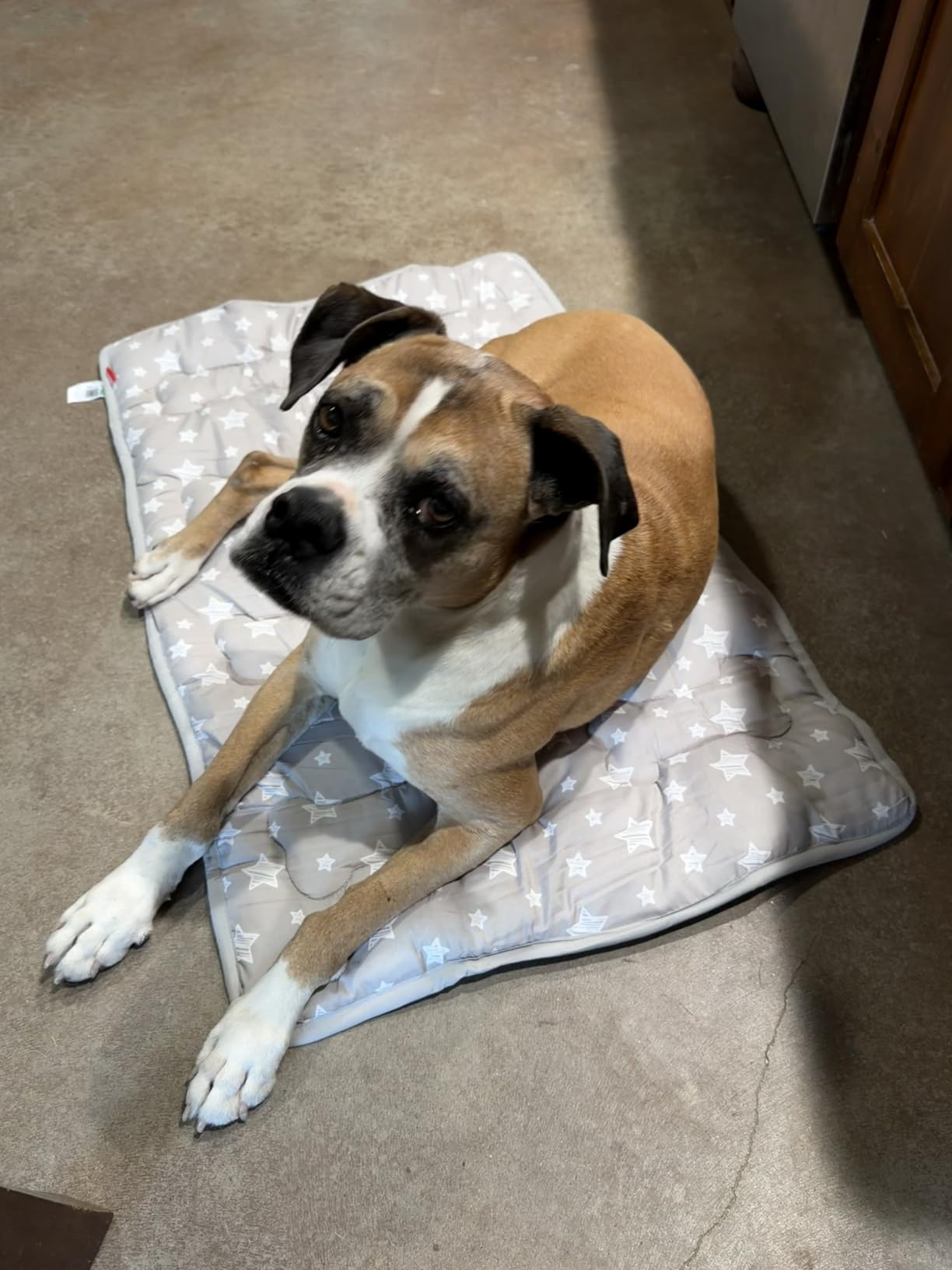 Dog Crate Bed Mat (36