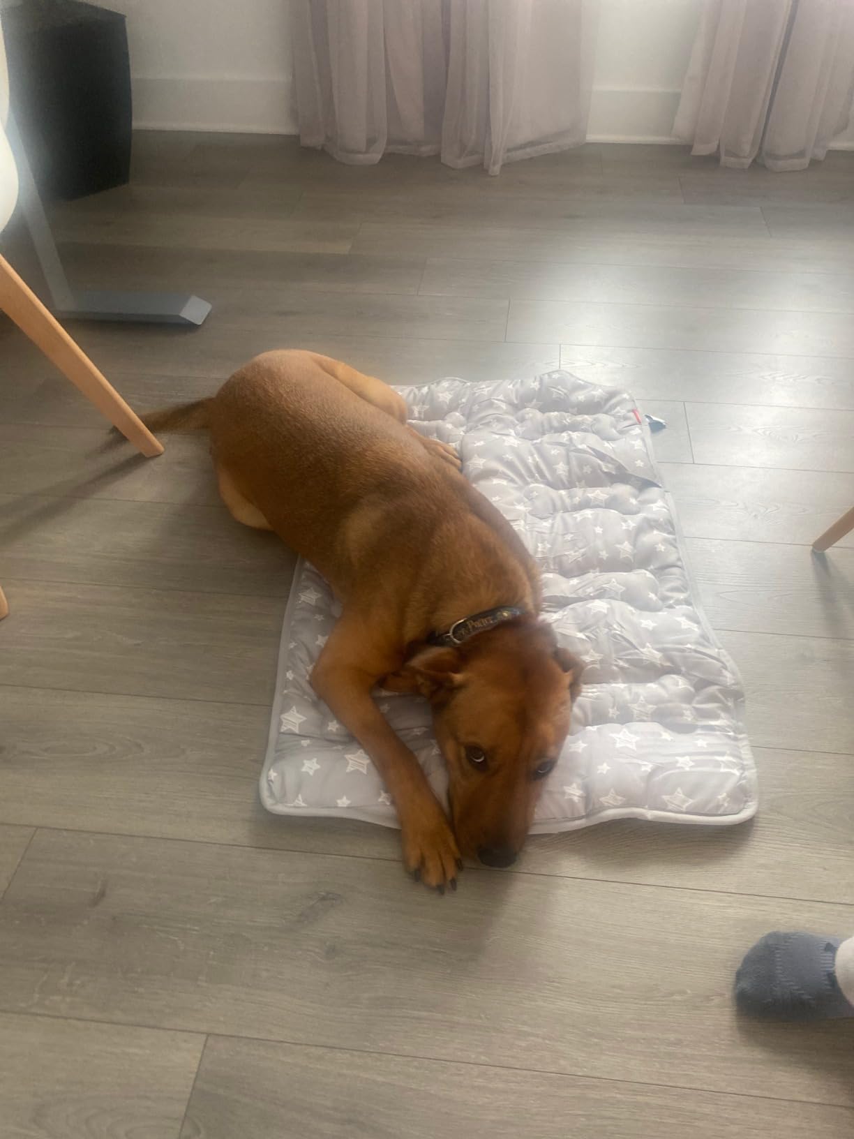 Dog Crate Bed Mat (36