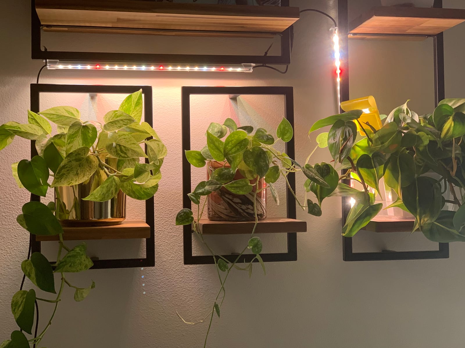 LED Grow Lights Strips for Indoor Plants with Auto ON & Off Timer, T5 Sunlike Full Spectrum Grow Lights Bar Growing Lamps for Greenhouse Shelves Hydroponics Succulent, 4 Dimmable Levels customer photo 1
