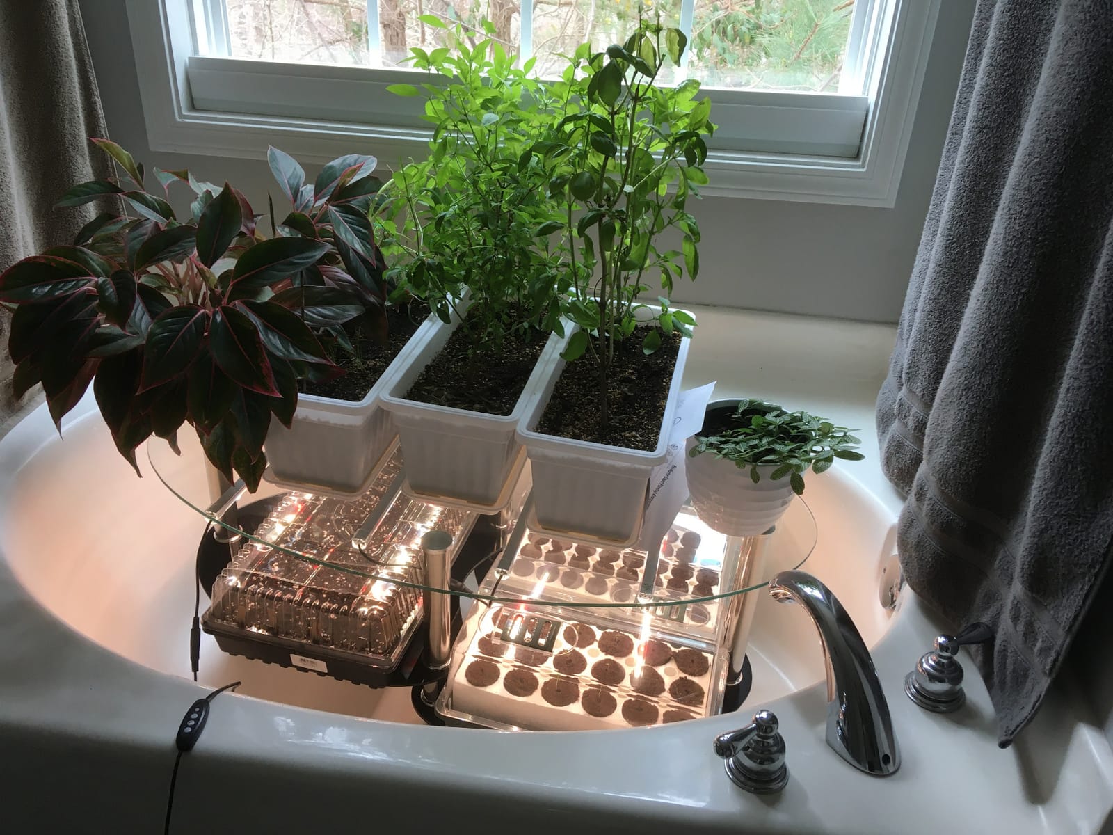 LED Grow Lights Strips for Indoor Plants with Auto ON & Off Timer, T5 Sunlike Full Spectrum Grow Lights Bar Growing Lamps for Greenhouse Shelves Hydroponics Succulent, 4 Dimmable Levels customer photo 2