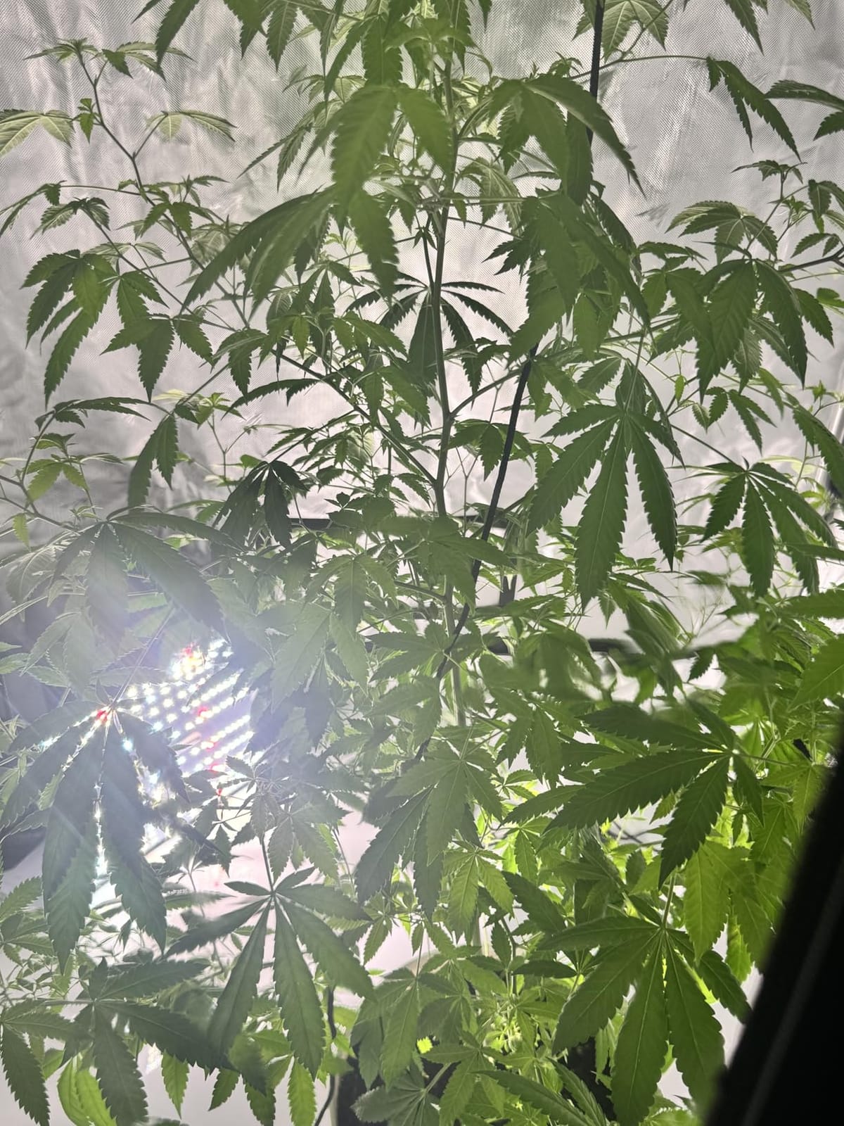 AC Infinity CLOUDLAB 866, Advance Grow Tent 5x5, Thickest Poles & Mylar customer photo 1