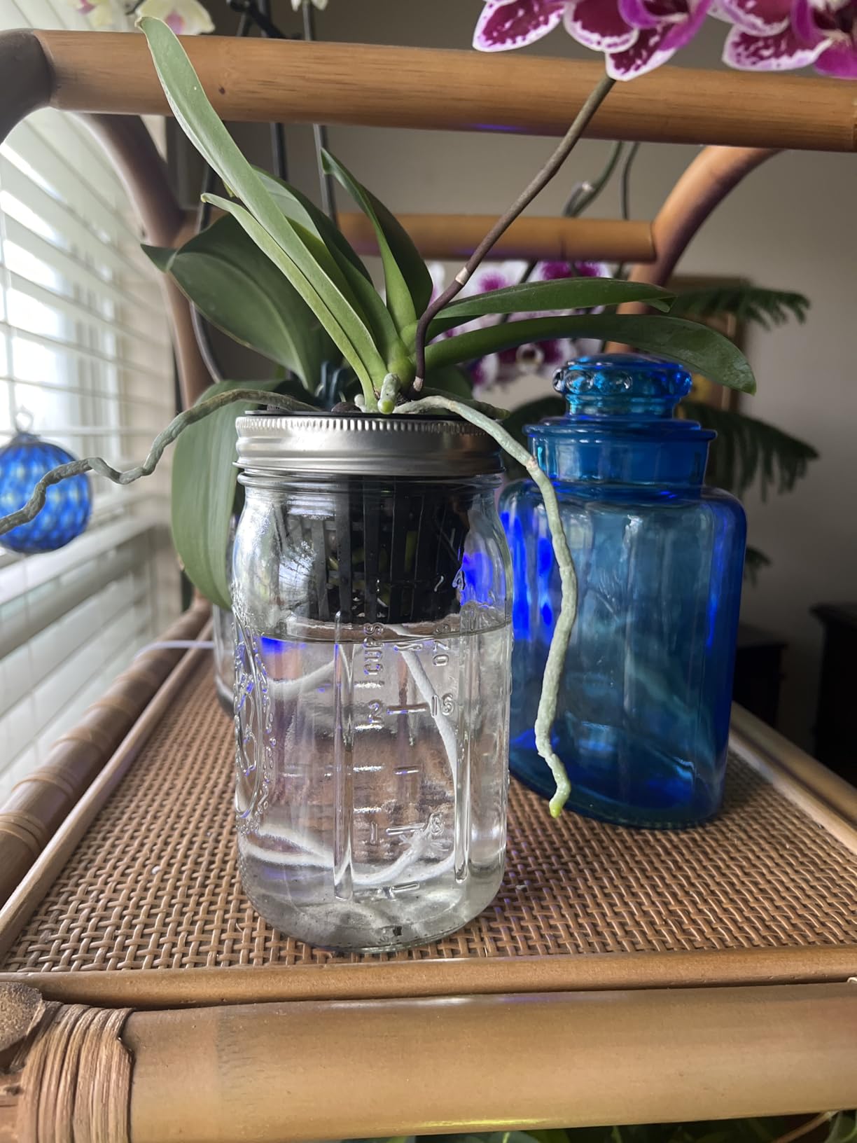 ORIMERC 12 Pack 3 inch Net Cups Pots with 12 feet Hydroponics Self Watering Wick & 12 Plant Labels Aquaponics Mason Jar Bucket Insert Orchid kratky Vegetable Garden Growing Netted Basket Slotted Mesh customer photo 1