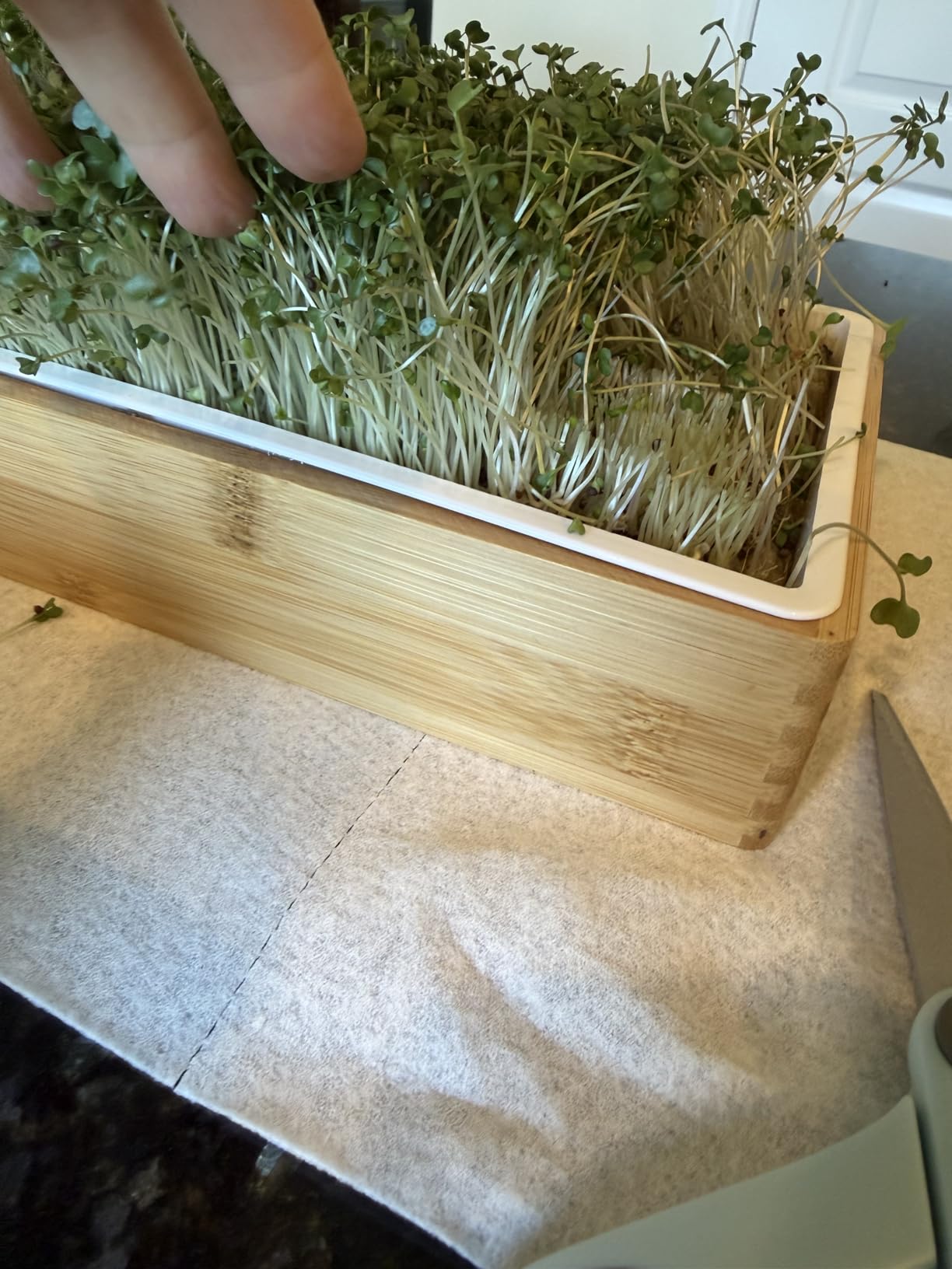 Microgreens Growing Kit - Self-Watering Tray with US Premium Seeds customer photo 1