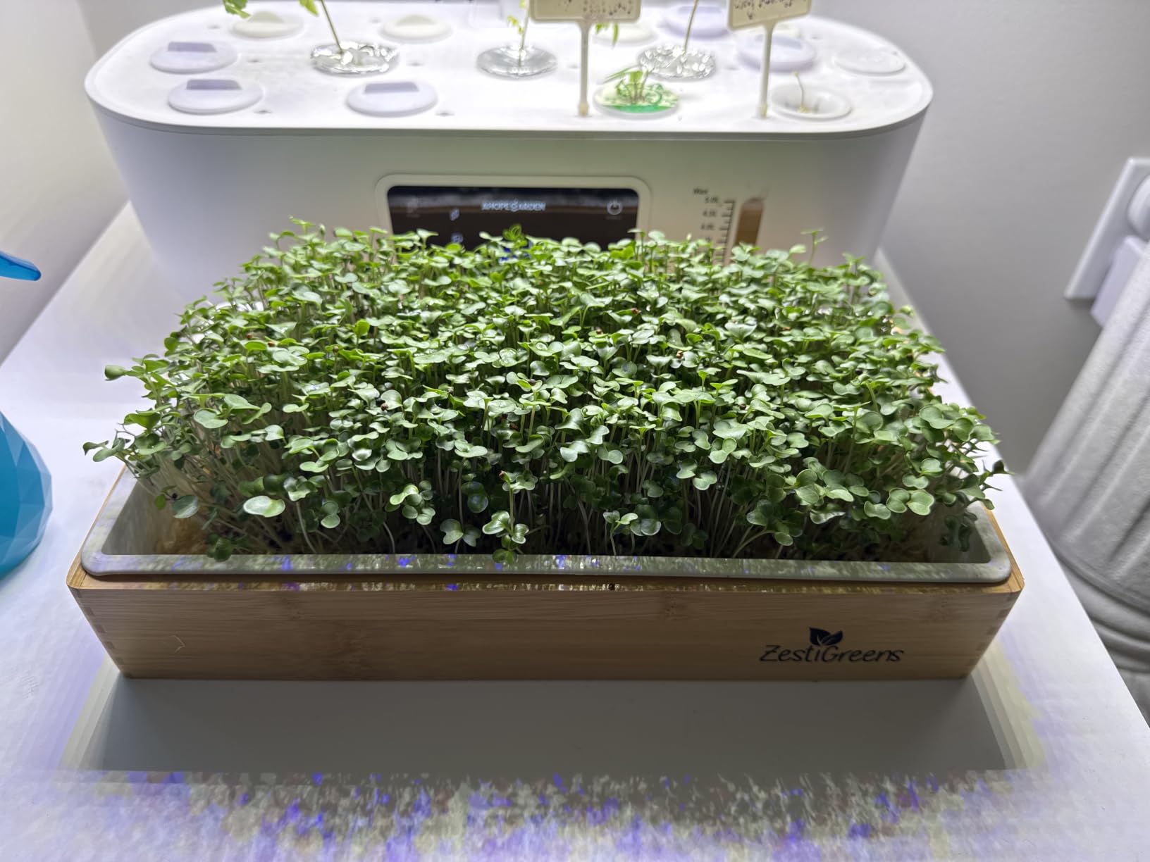 Microgreens Growing Kit - Self-Watering Tray with US Premium Seeds customer photo 2