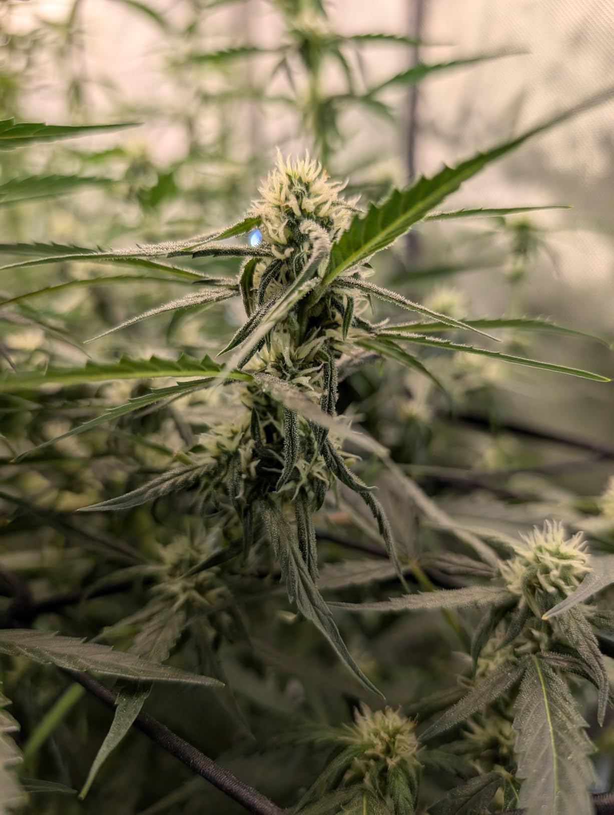 AC Infinity CLOUDLAB 899, Advance Grow Tent 8x8, Thickest Poles & Mylar customer photo 1