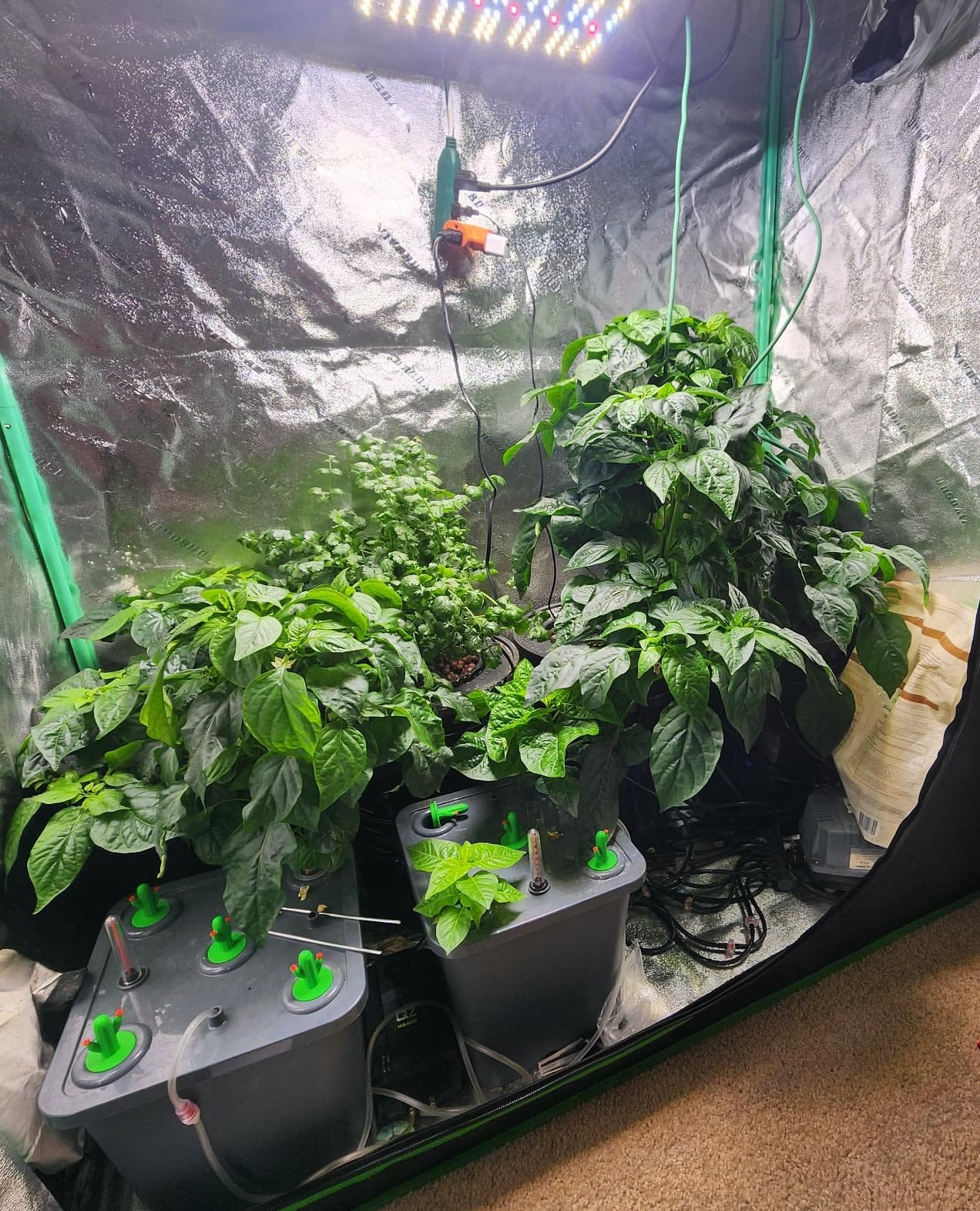 4 Hydroponic Buckets Kit for Plants, Hydroponics Growing System for Herbs/Tomato/Vegetables, DWC System with Air Pump & Germination Tray (Complete Indoor Hydroponic Gardening Supplies) customer photo 2