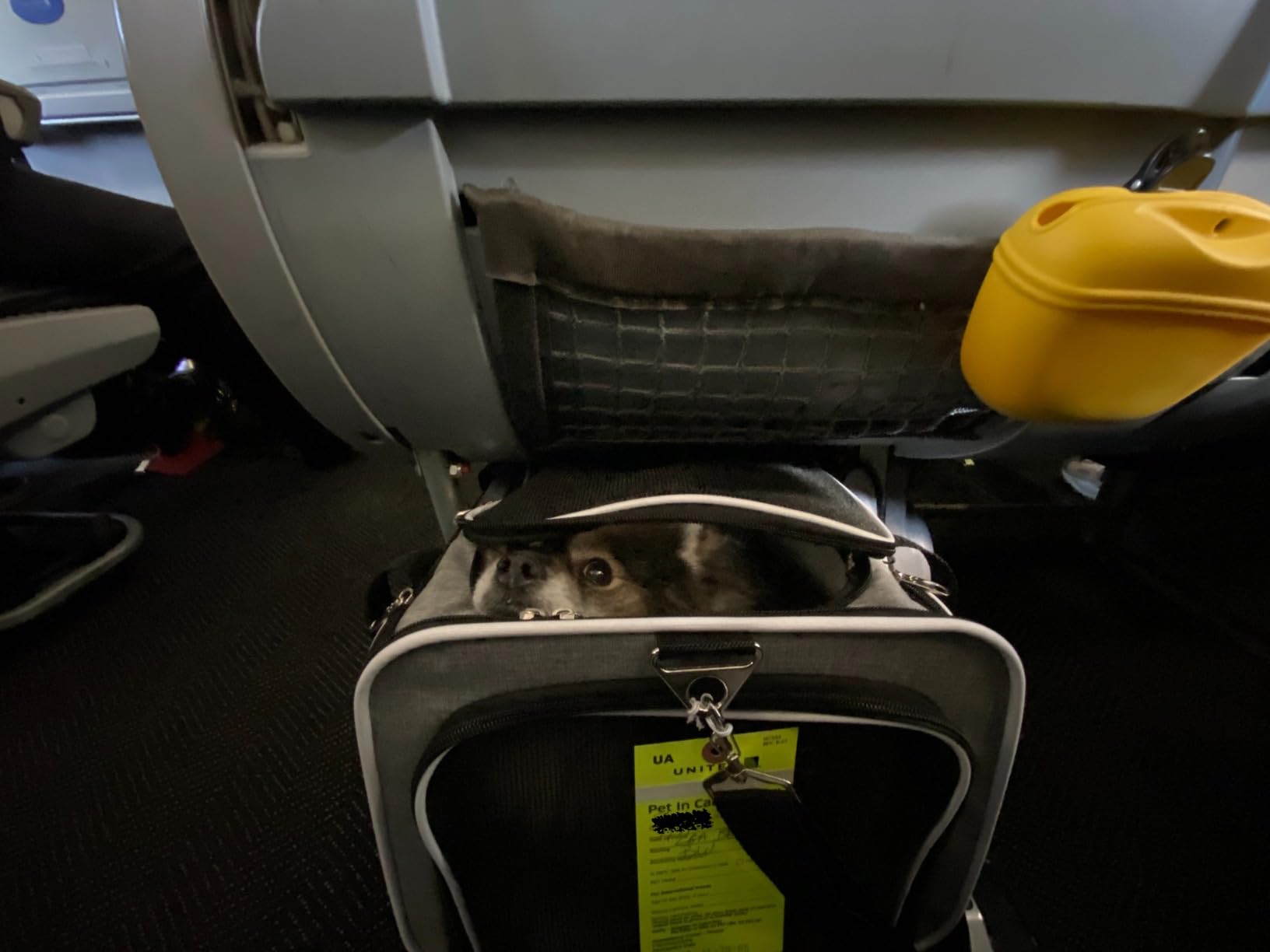 Ruff Life 101 Airline Approved Expandable Premium Pet Carrier on Wheels- Two Sided Expandable Rolling Carrier- Designed for Dogs & Cats- Extra Spacious Soft Lined Carrier! (Grey) customer photo 2