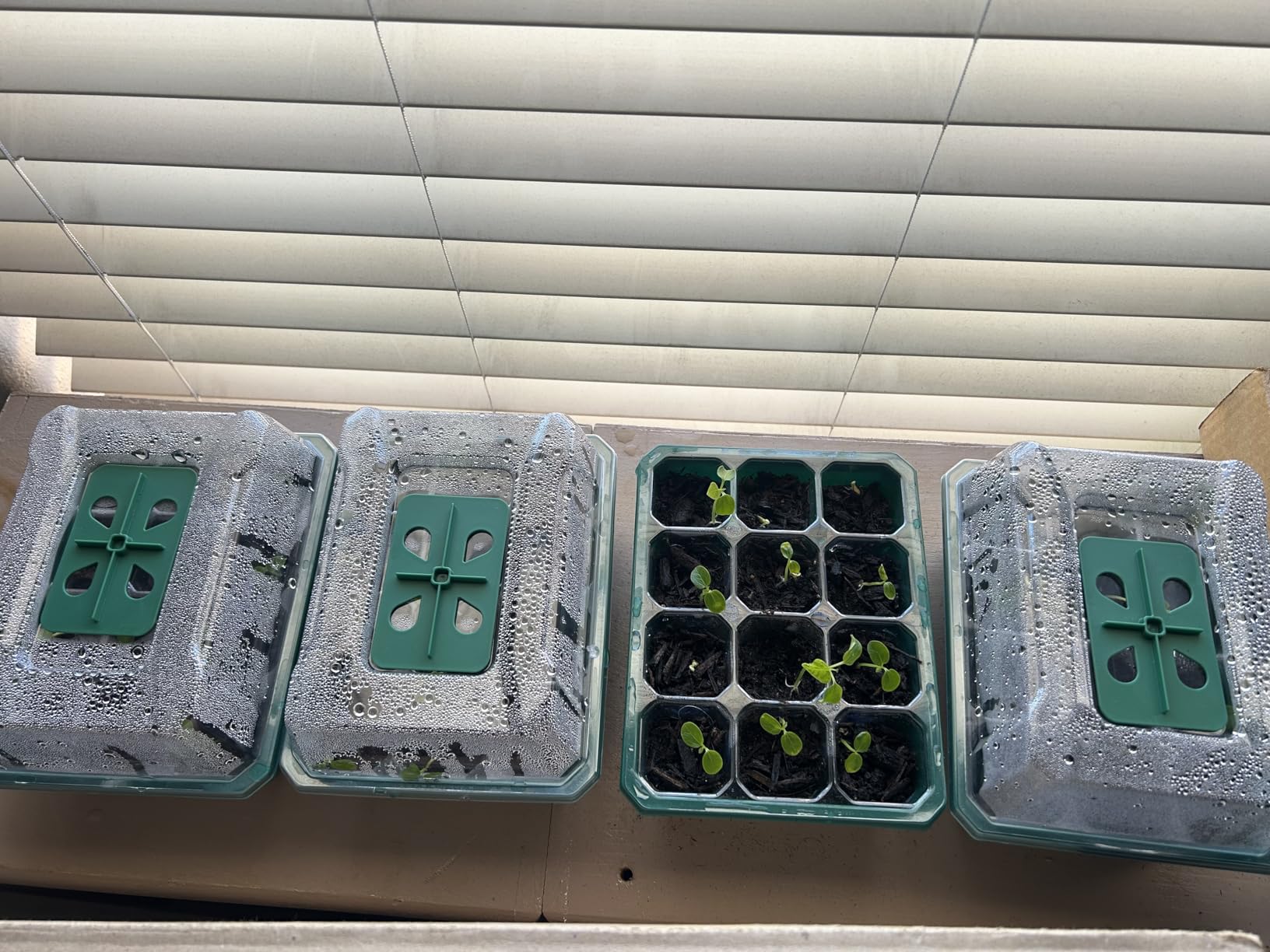VIVOSUN 6-Pack Seed Starter Trays, 72-Cell Starter Kit with Humidity Dome customer photo 2