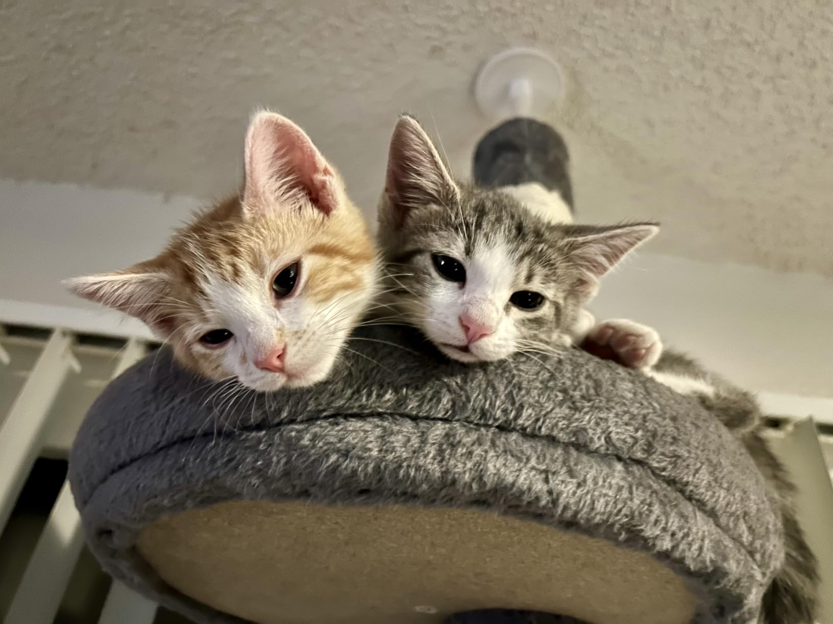 PETEPELA 5-Tier Floor to Ceiling Cat Tree, 95-107In Tall Cat Tower Grey customer photo 1