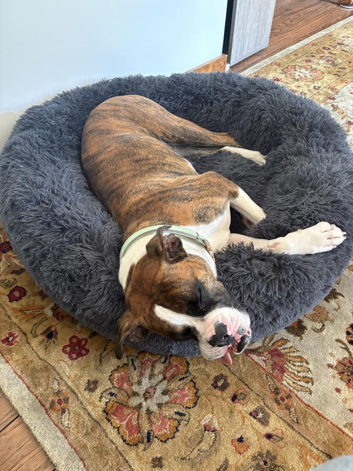 SAVFOX 30 inches Calming Donut Dog Bed - 3X Durable Plush Faux Fur, Machine Washable & Non-Slip, Fits up to 45 lbs, Dark Grey customer photo 2