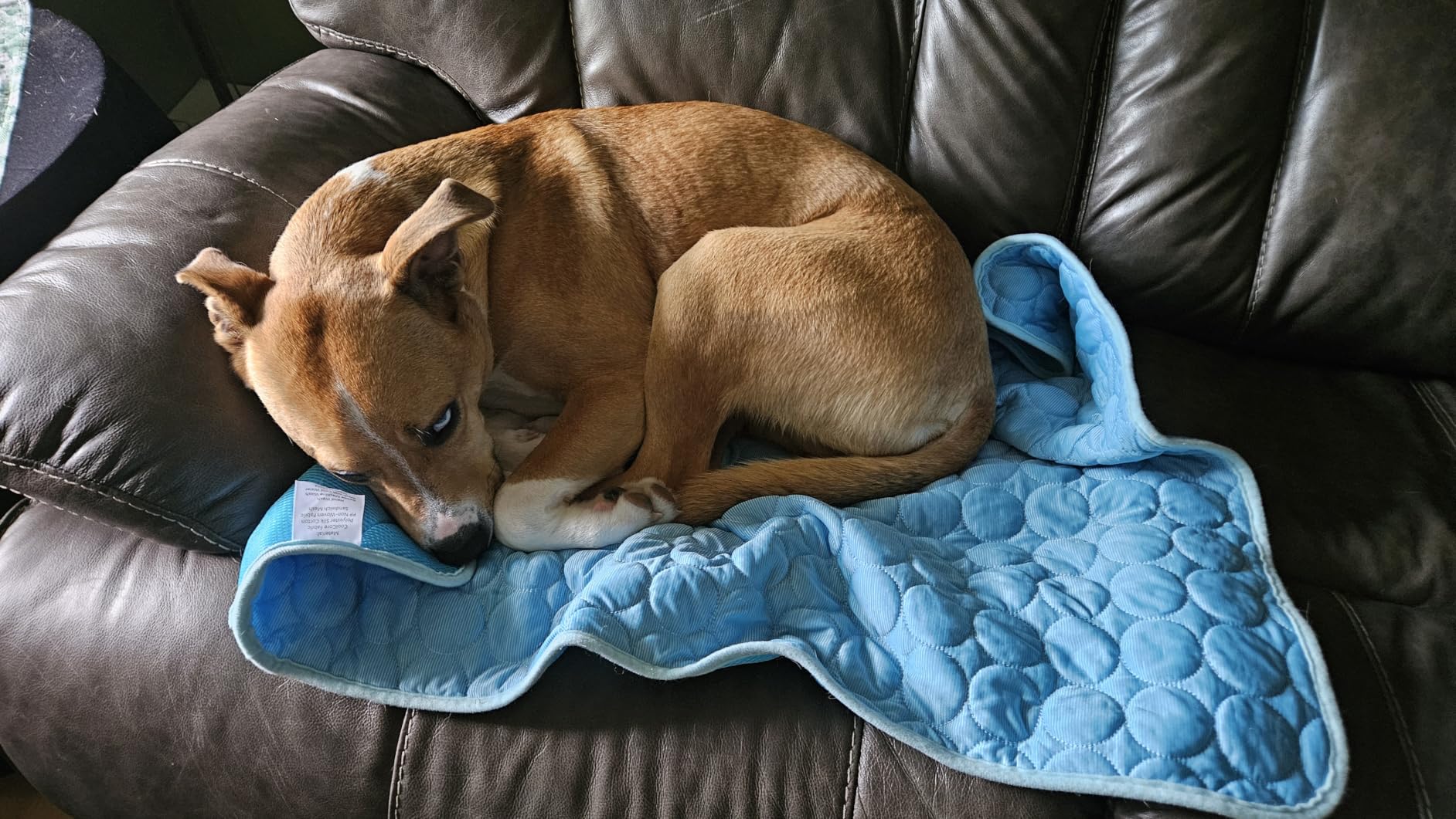 INSPECTOR TAIL Dog Cooling Mat, Indoor & Outdoor, Large Self Cooling Pad customer photo 2