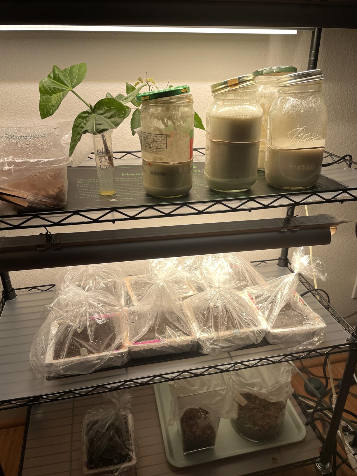 Bstrip DIY Plant Shelf with Grow Light, Adjustable, 29.5x13.8x70.9in customer photo 1