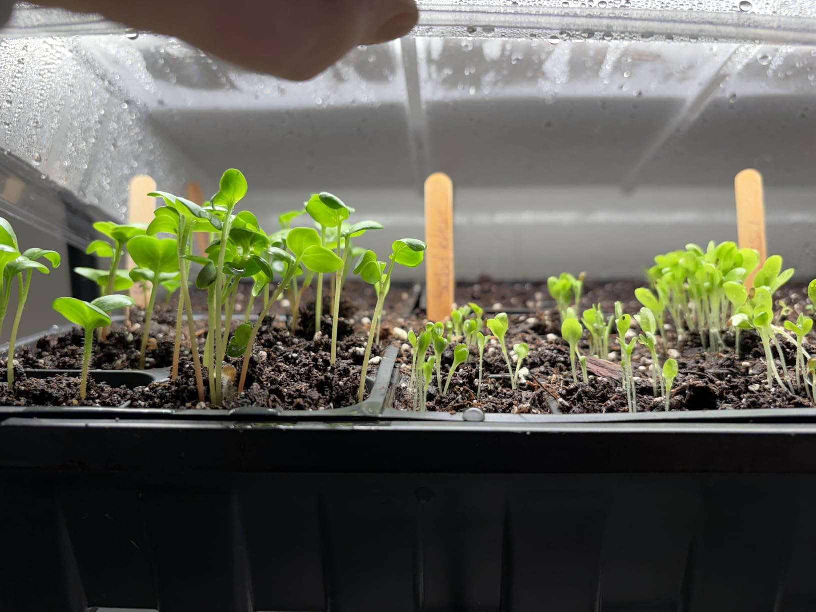 Bstrip DIY Plant Shelf with Grow Light, Adjustable, 29.5x13.8x70.9in customer photo 2