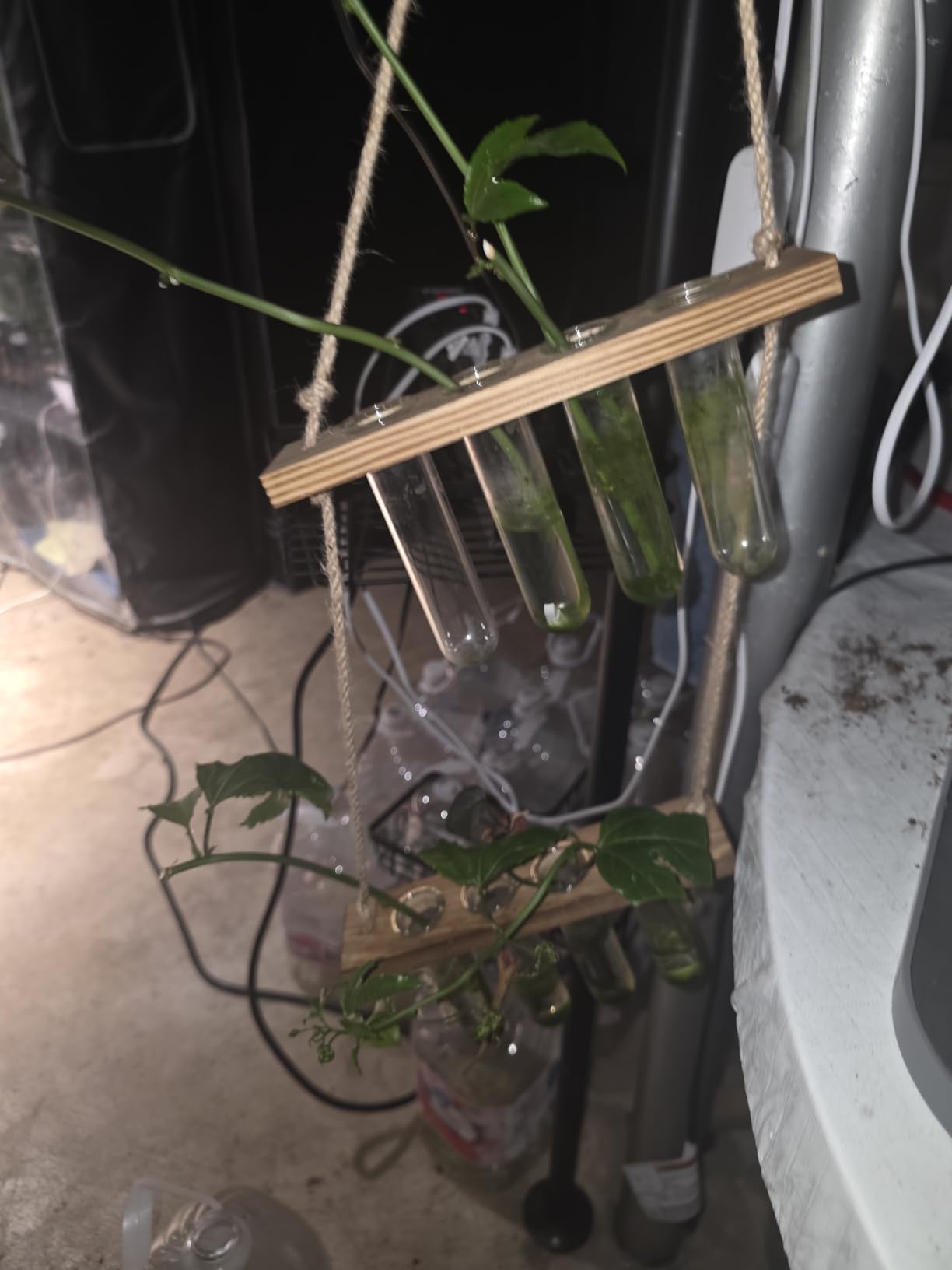 Hyindoor Wall Hanging Planter Terrarium 2 Tired Test Tube Vase Glass Planter Plant Propagation Station Plant Hangers of Rope with Wooden Stand and 8 Tubes for Hydroponic Plant Cutting customer photo 1