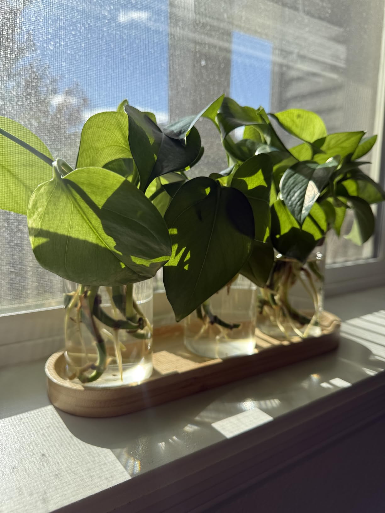 Dahey Plant Propagation Stations, 3 Pcs Glass Vases with Wooden Stand & Lid customer photo 1