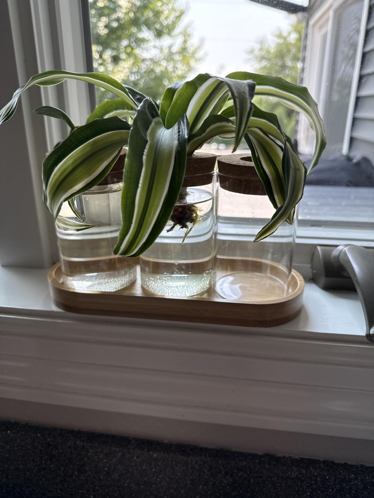 Dahey Plant Propagation Stations, 3 Pcs Glass Vases with Wooden Stand & Lid customer photo 2