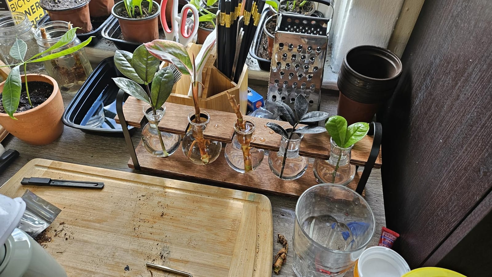 5-Bulb Plant Propagation Station, Glass Vase Terrarium, Wood Metal Stand customer photo 2