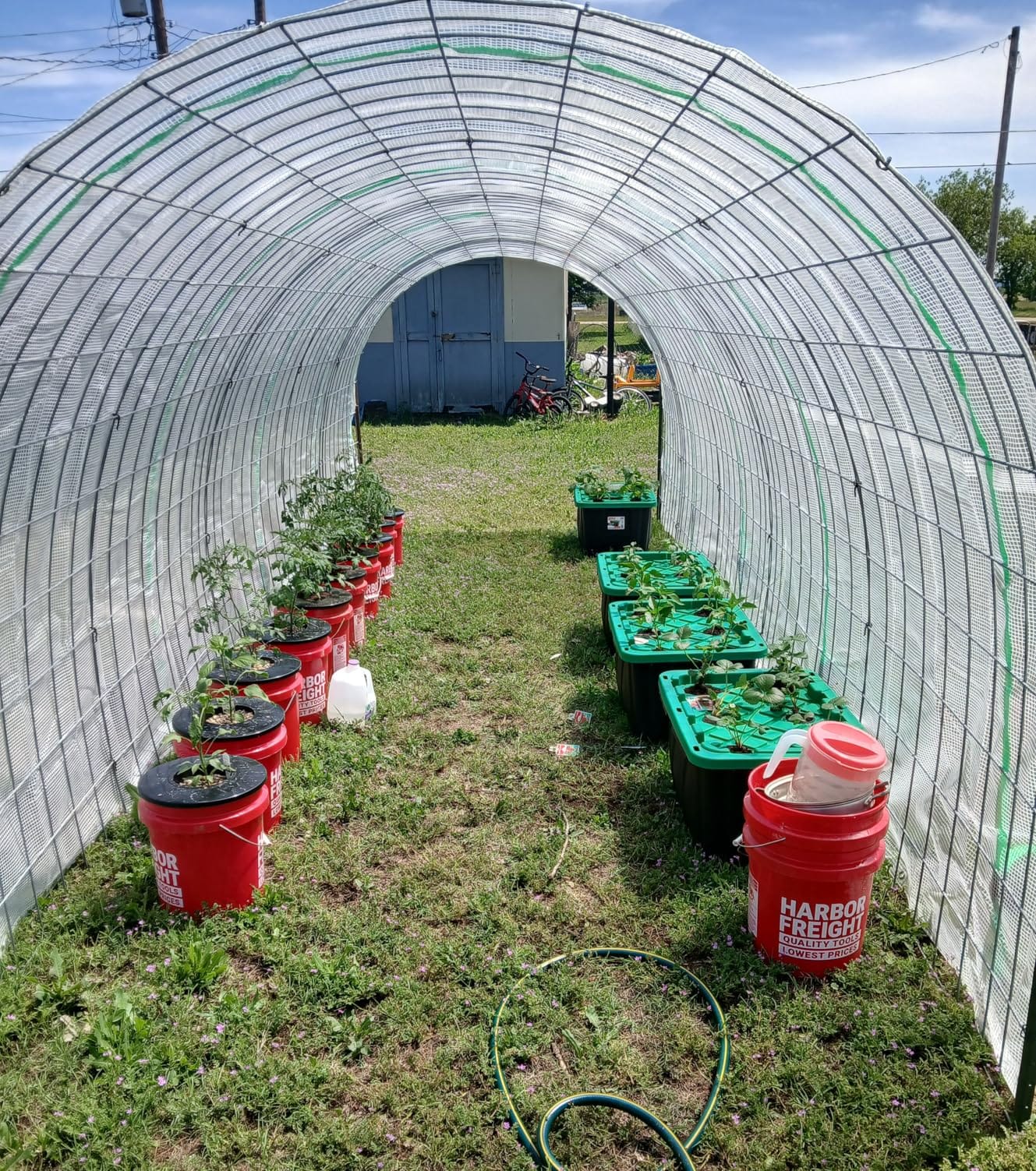 Net Pots 6 Inch for 5 Gallon Bucket (6 Pack), Hydroponic BPA-Free DWC Basket Lids customer photo 1