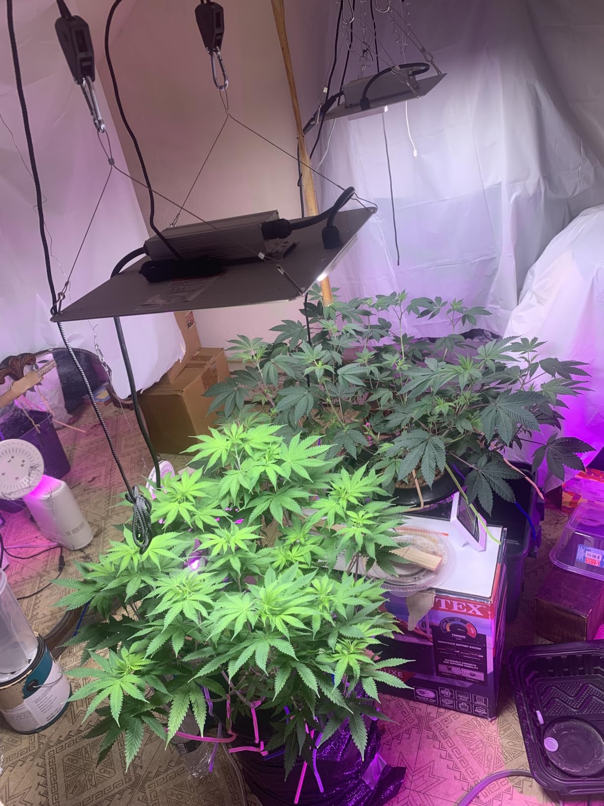 Spider Farmer SF1000D 2 Pack LED Grow Light Dimmable Full Spectrum 2x4 Tent customer photo 1