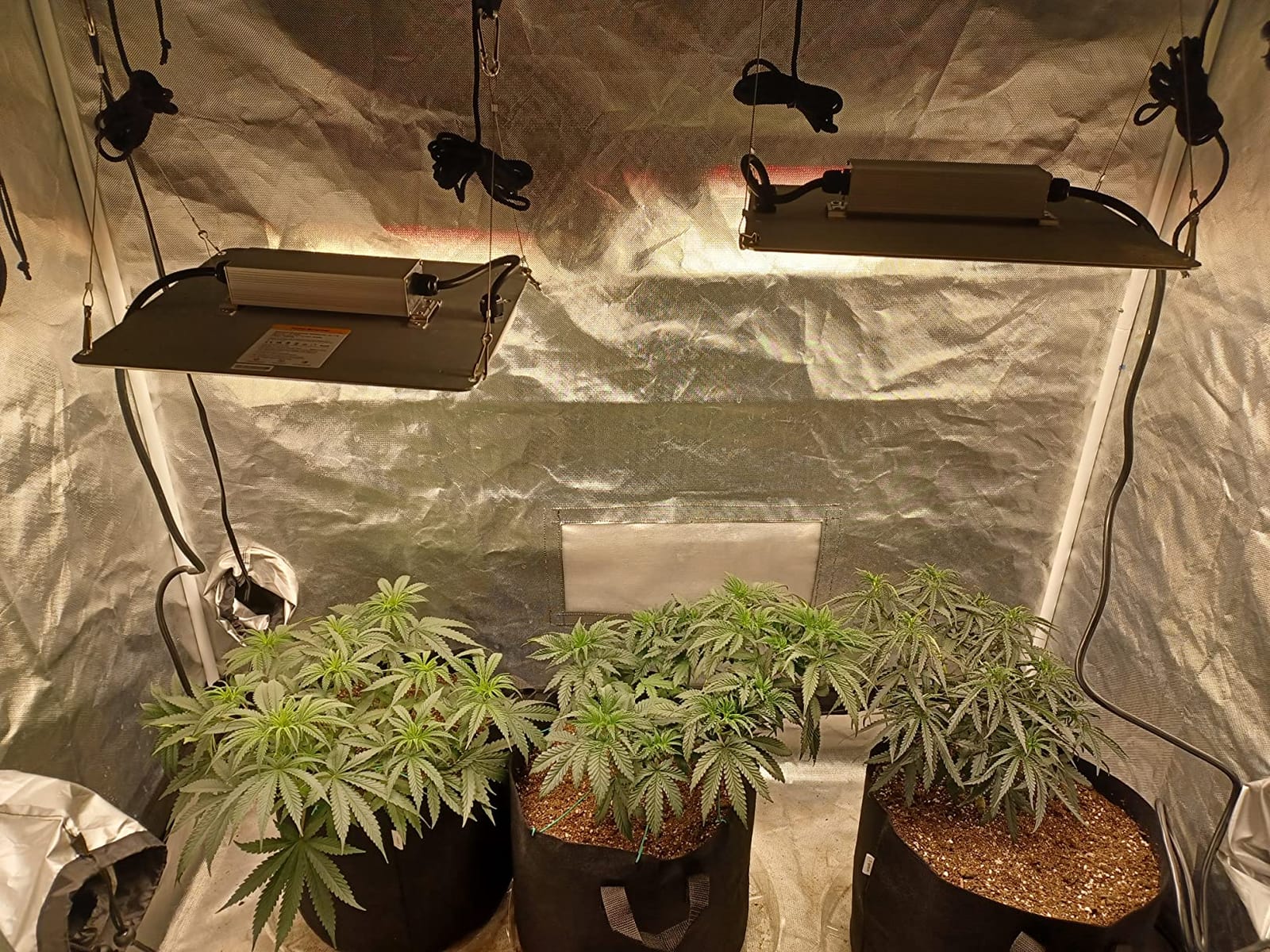 Spider Farmer SF1000D 2 Pack LED Grow Light Dimmable Full Spectrum 2x4 Tent customer photo 2