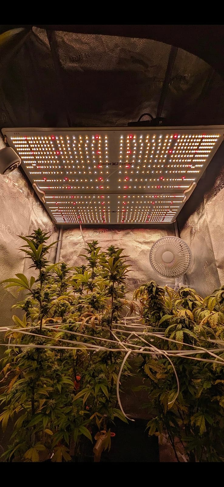 Spider Farmer SF1000 2 Pack LED Grow Lights for Indoor Plants in 2x4 Tent customer photo 2