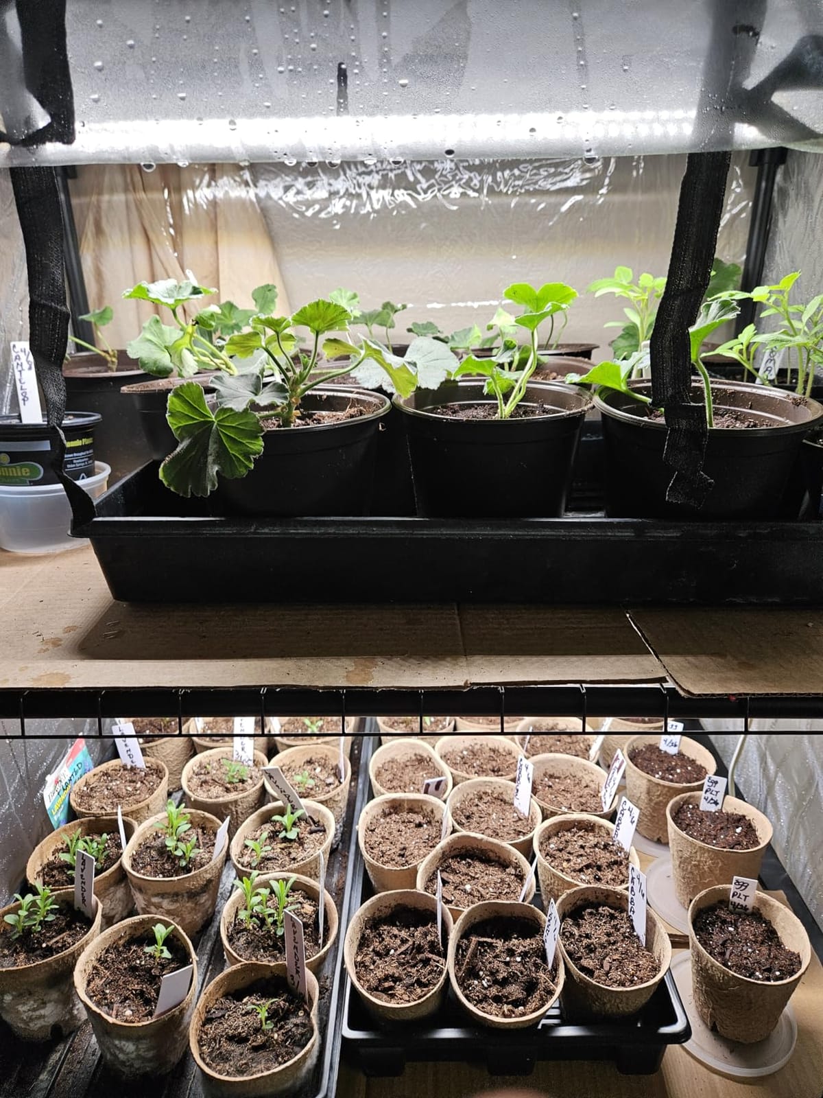 Bstrip Indoor Greenhouse with Grow Light, 4-Tier Mini Greenhouse Indoor customer photo 1
