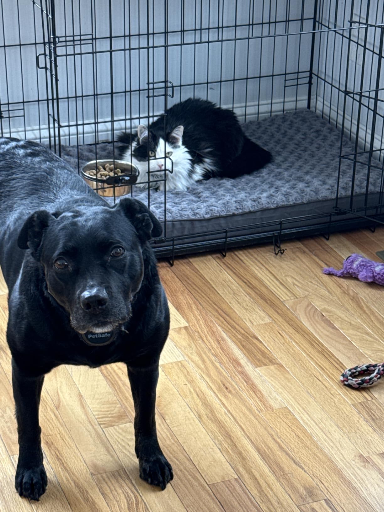 KSIIA Washable Dog Bed for Crate Waterproof for Small Dogs,23x17 Inch,Gray customer photo 1