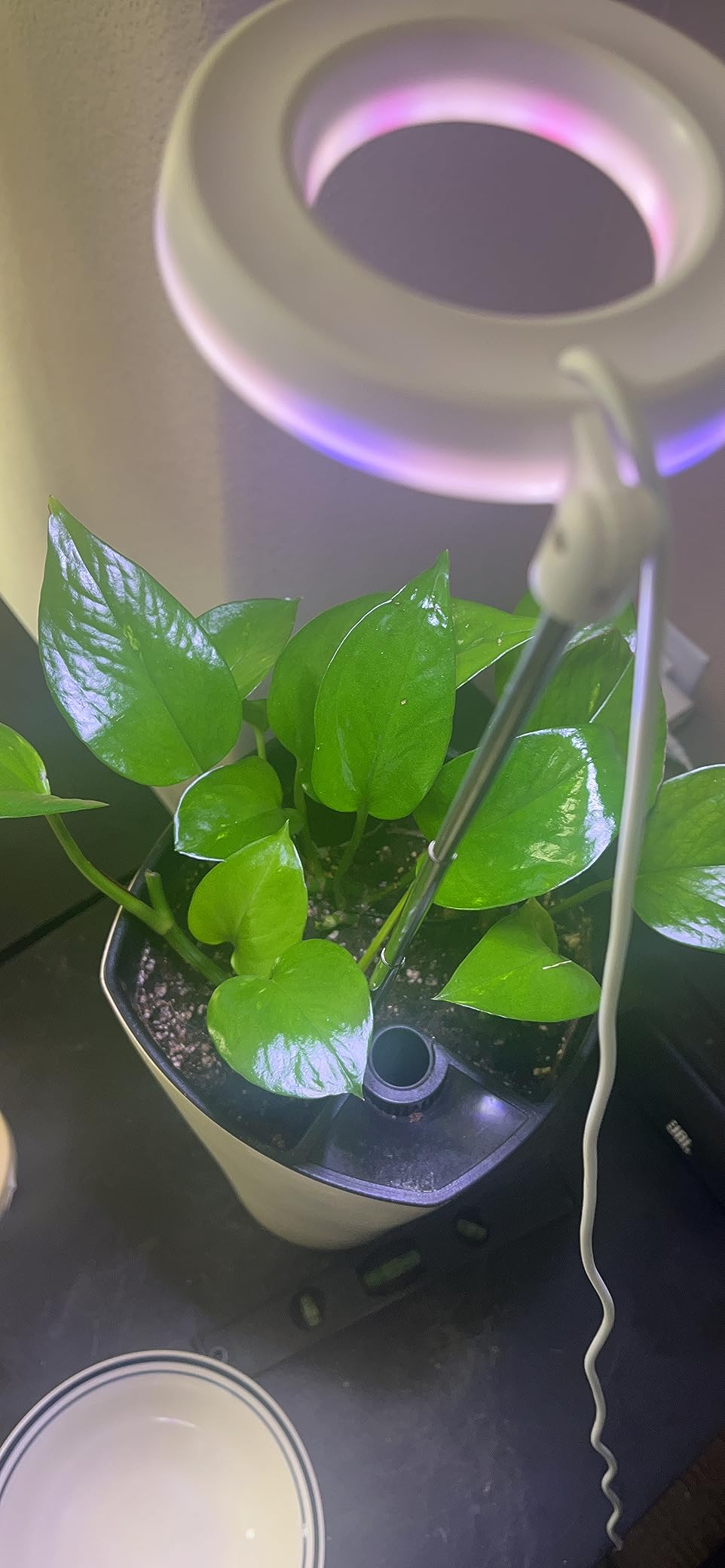 GYTF Halo Plant Grow Light, 6000K White LED Full Spectrum Growing Lamp for Indoor Plants, Succulents, Mini Bonsai, Small Plants, Height Adjustable, Dimmable & Timer 4/8/12/18Hrs customer photo 1