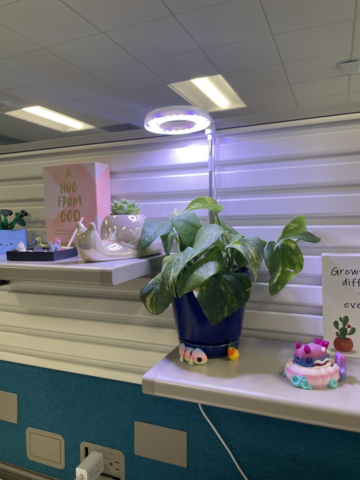 GYTF Halo Plant Grow Light, 6000K White LED Full Spectrum Growing Lamp for Indoor Plants, Succulents, Mini Bonsai, Small Plants, Height Adjustable, Dimmable & Timer 4/8/12/18Hrs customer photo 2