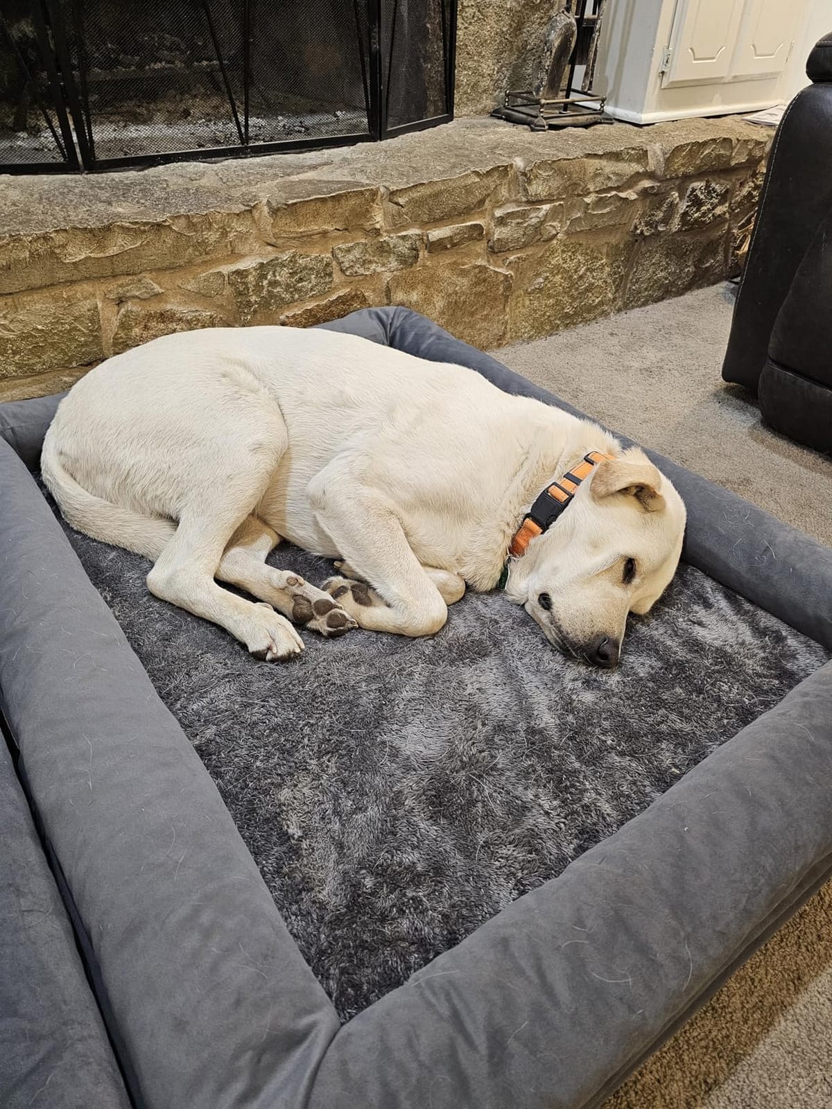 Orthopedic Waterproof Dog Bed for Small Dogs with 4-Sided Bolster customer photo 2