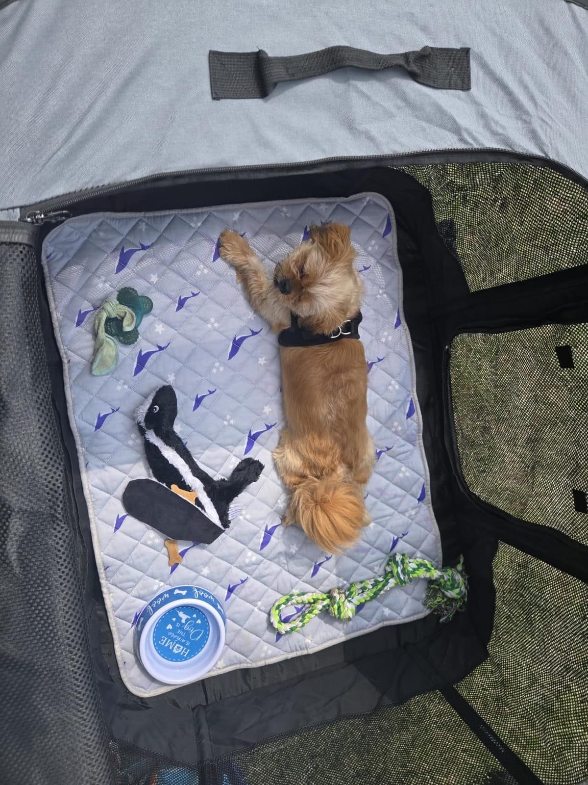 ROMANTIC BEAR Dog Playpen,Foldable Pet Puppy Cat Playpen,M(31