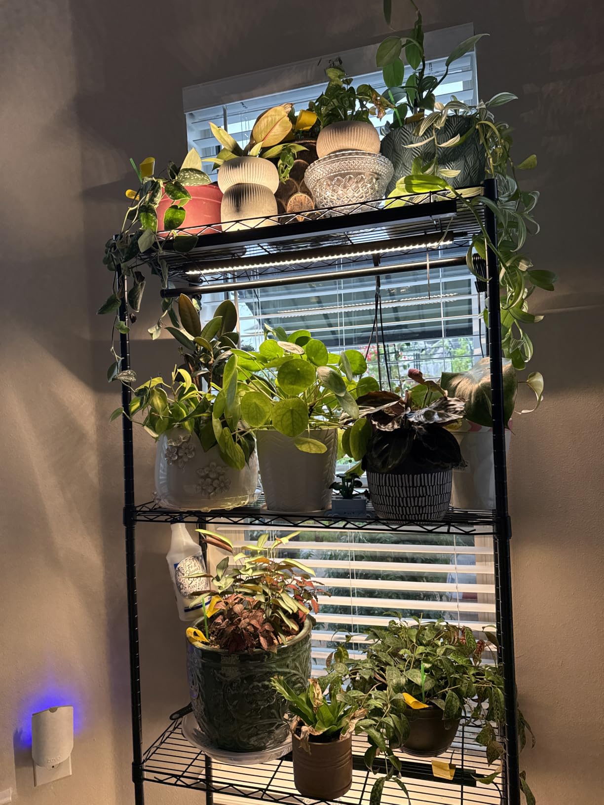 Barrina T5 Grow Lights for Indoor Plants, 5000K Full Spectrum, 1FT, 4 Packs customer photo 1