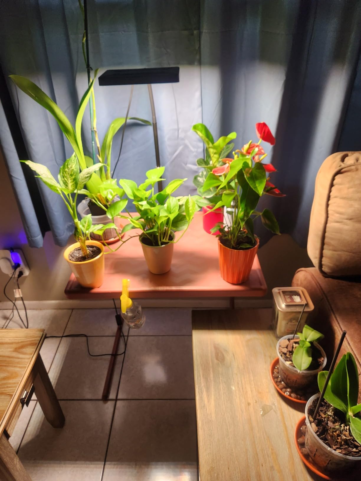 FECiDA Bonsai Grow Light, Table Grow Lights for Indoor Plants Collection customer photo 1