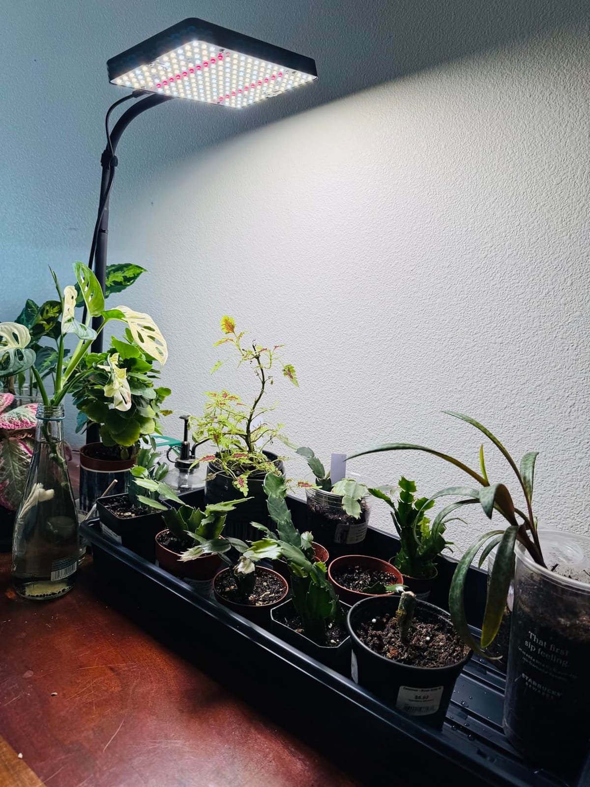 FECiDA Bonsai Grow Light, Table Grow Lights for Indoor Plants Collection customer photo 2