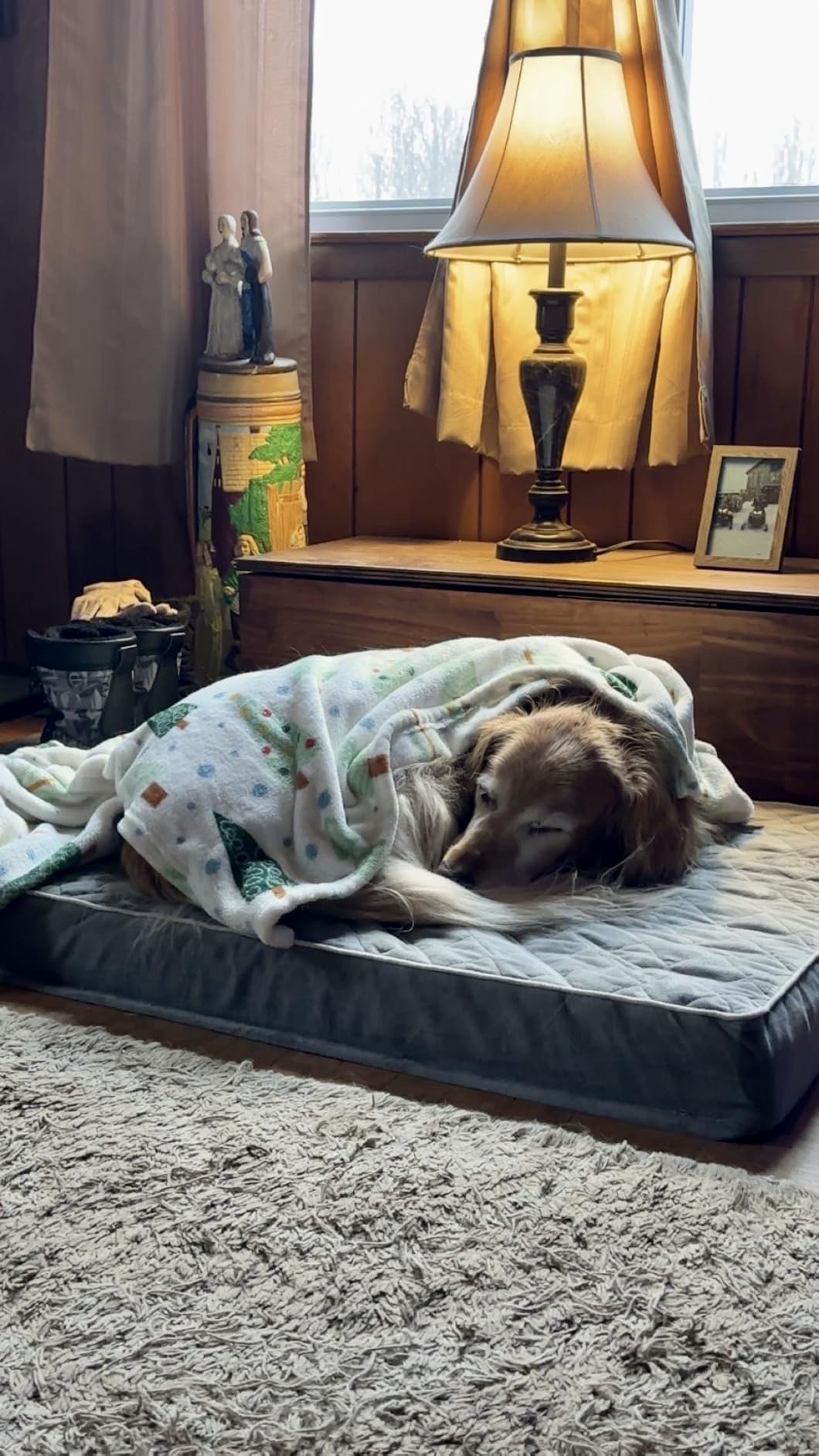 WNPETHOME Orthopedic Waterproof Extra Large Senior Dogs Bed for Comfy Sleep customer photo 2