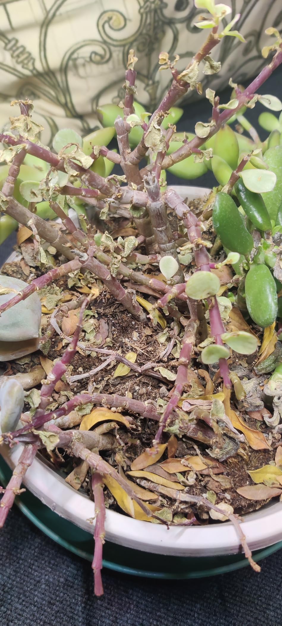 Wolezek Clip on Grow Lights for Indoor Plants, Full Spectrum 6000K customer photo 1