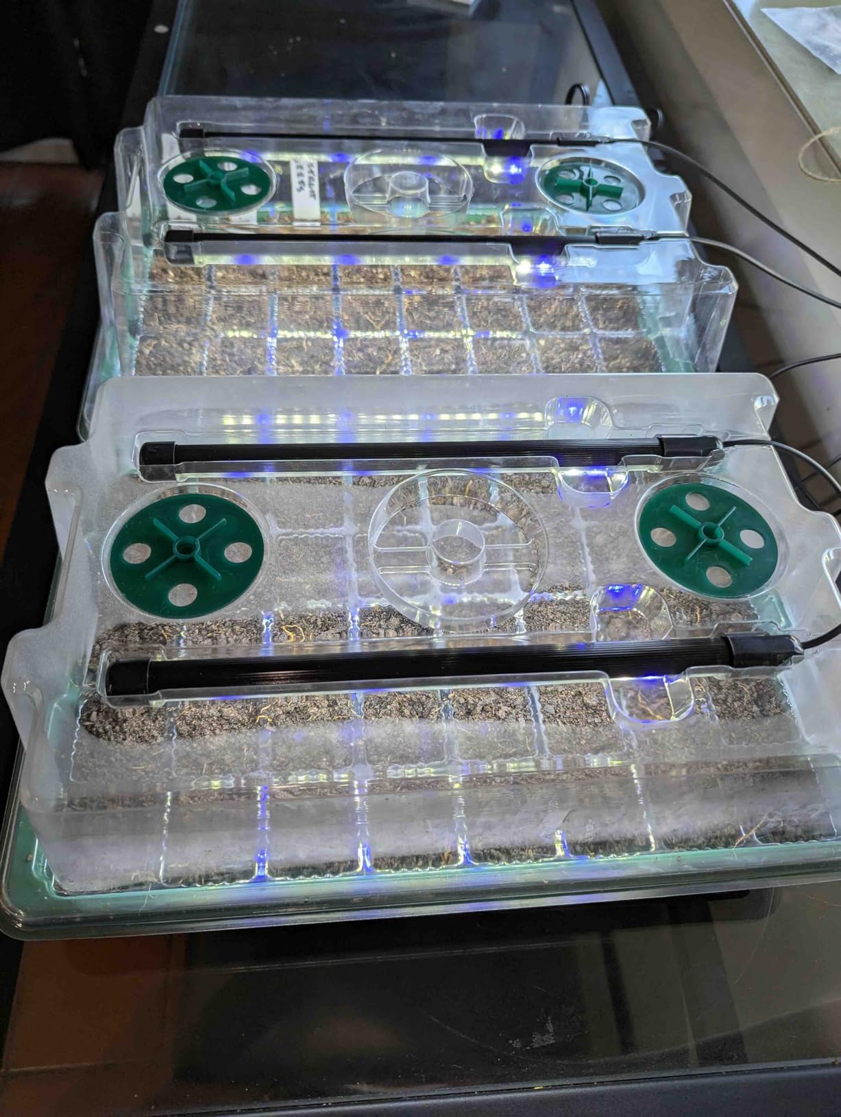 BlumWay Seed Starter Tray with Grow Light, Humidity Dome, 2 Pack 80 Cells customer photo 2