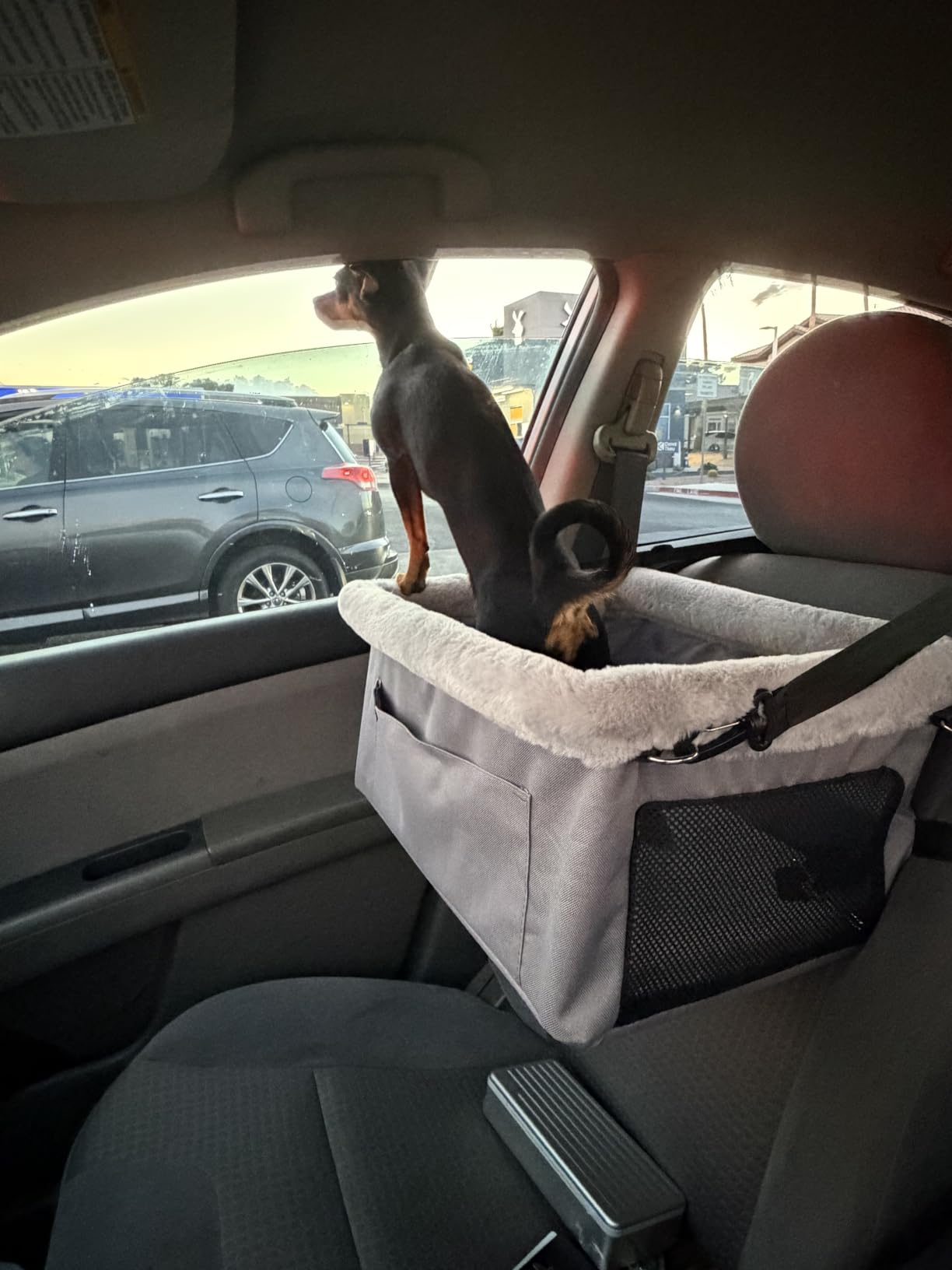 JOEJOY Deluxe Dog Booster Seat with Sturdy Metal Frame and Safety Leash for Small Pets up to 20 lbs - Portable Puppy Dog Car Seat with Thick Cushion and Storage Pockets for Small Dogs, Grey customer photo 1