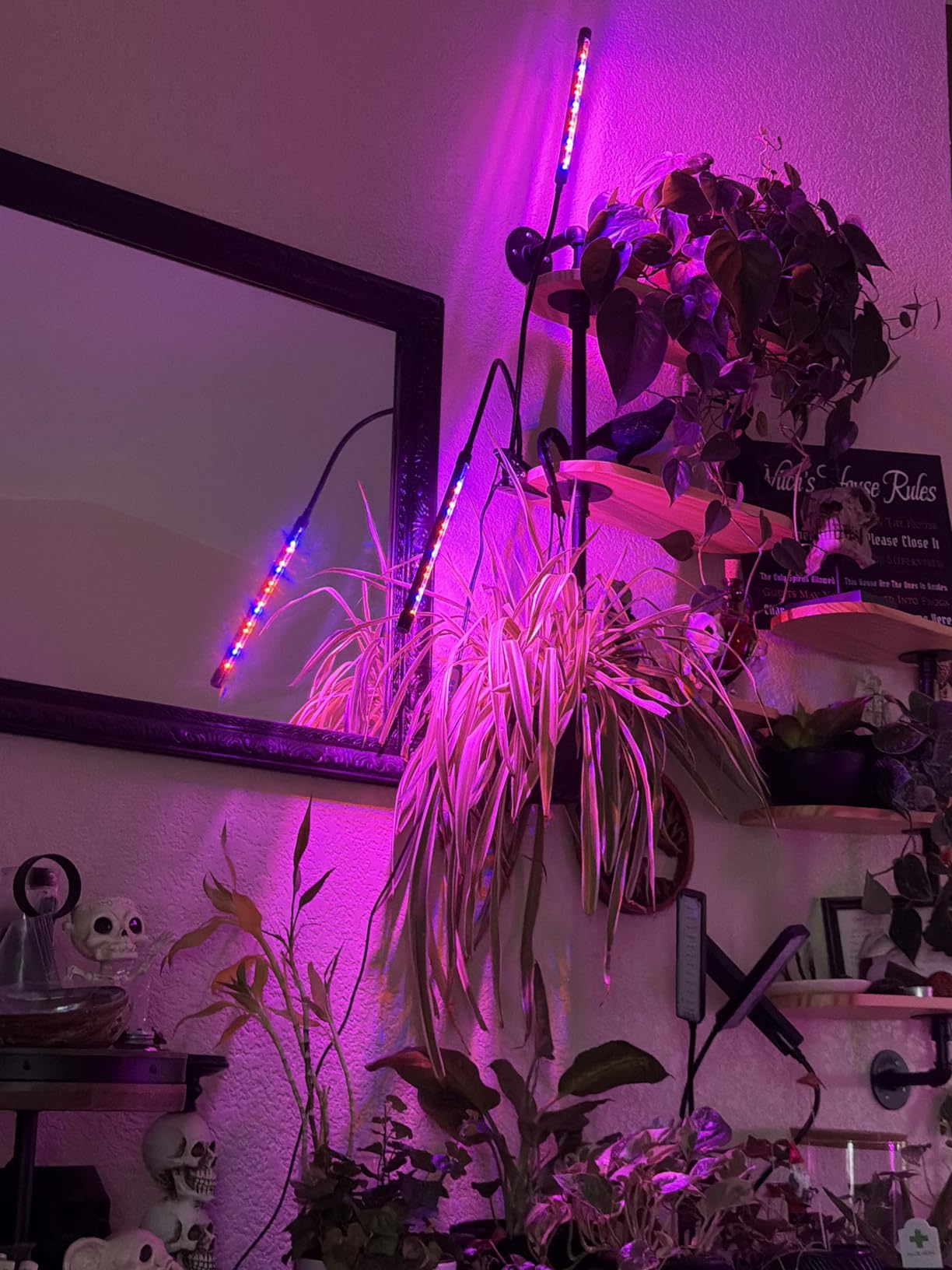 Garpsen Grow Lights for Indoor Plants, 2 Heads Clip On Plant Light, 40 LEDs customer photo 2